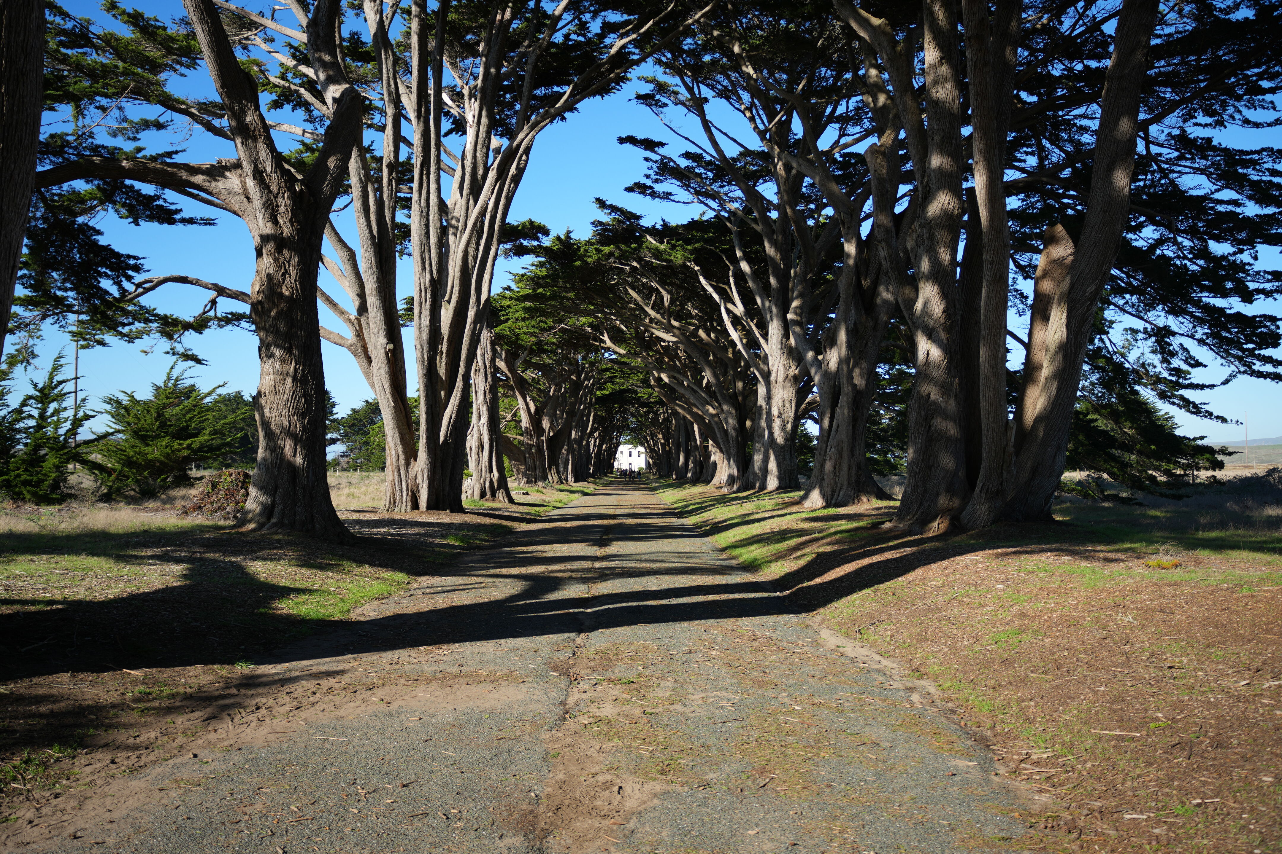 Cypress Tree Tunnel