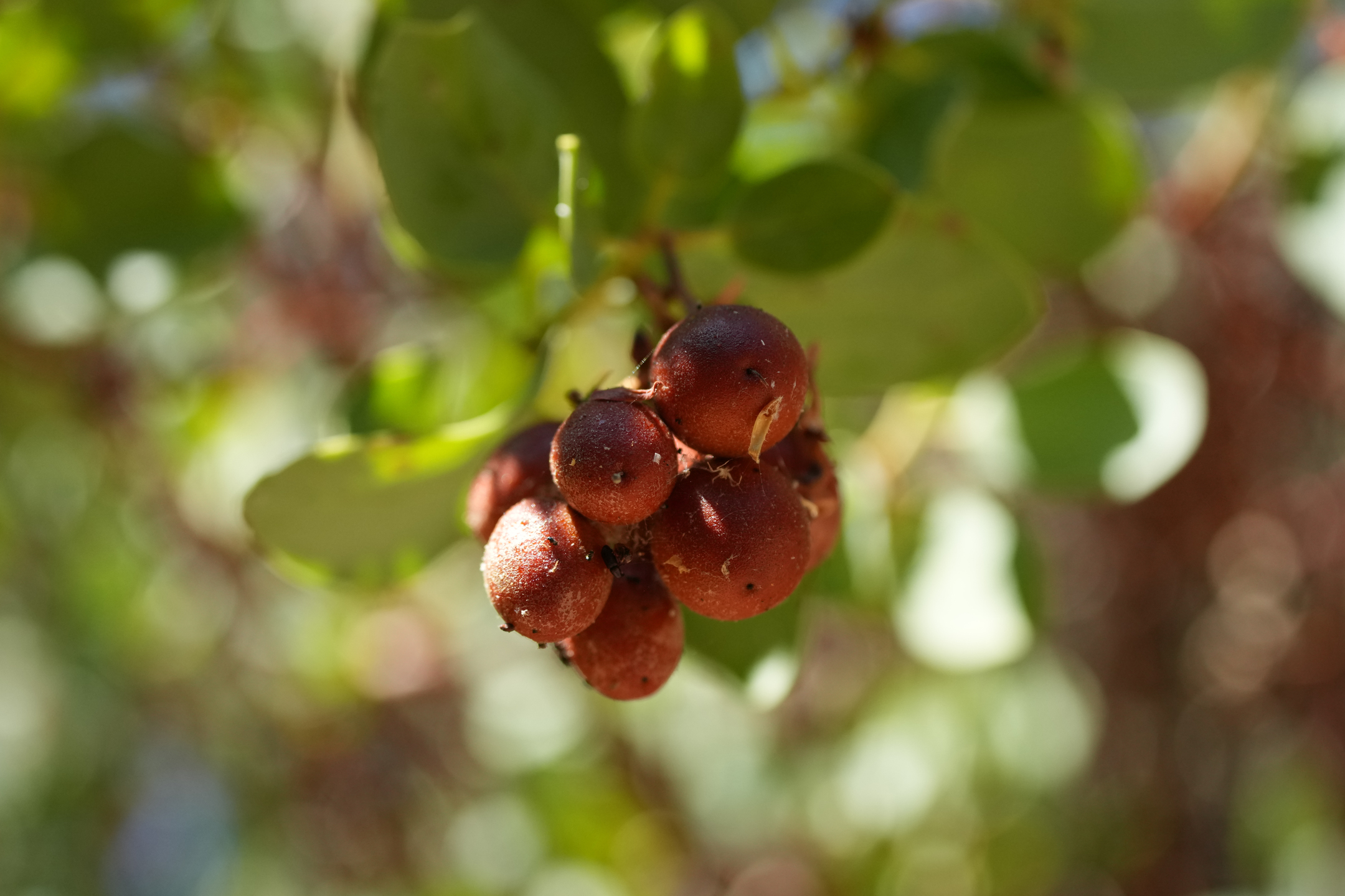 Bigberry Manzanita