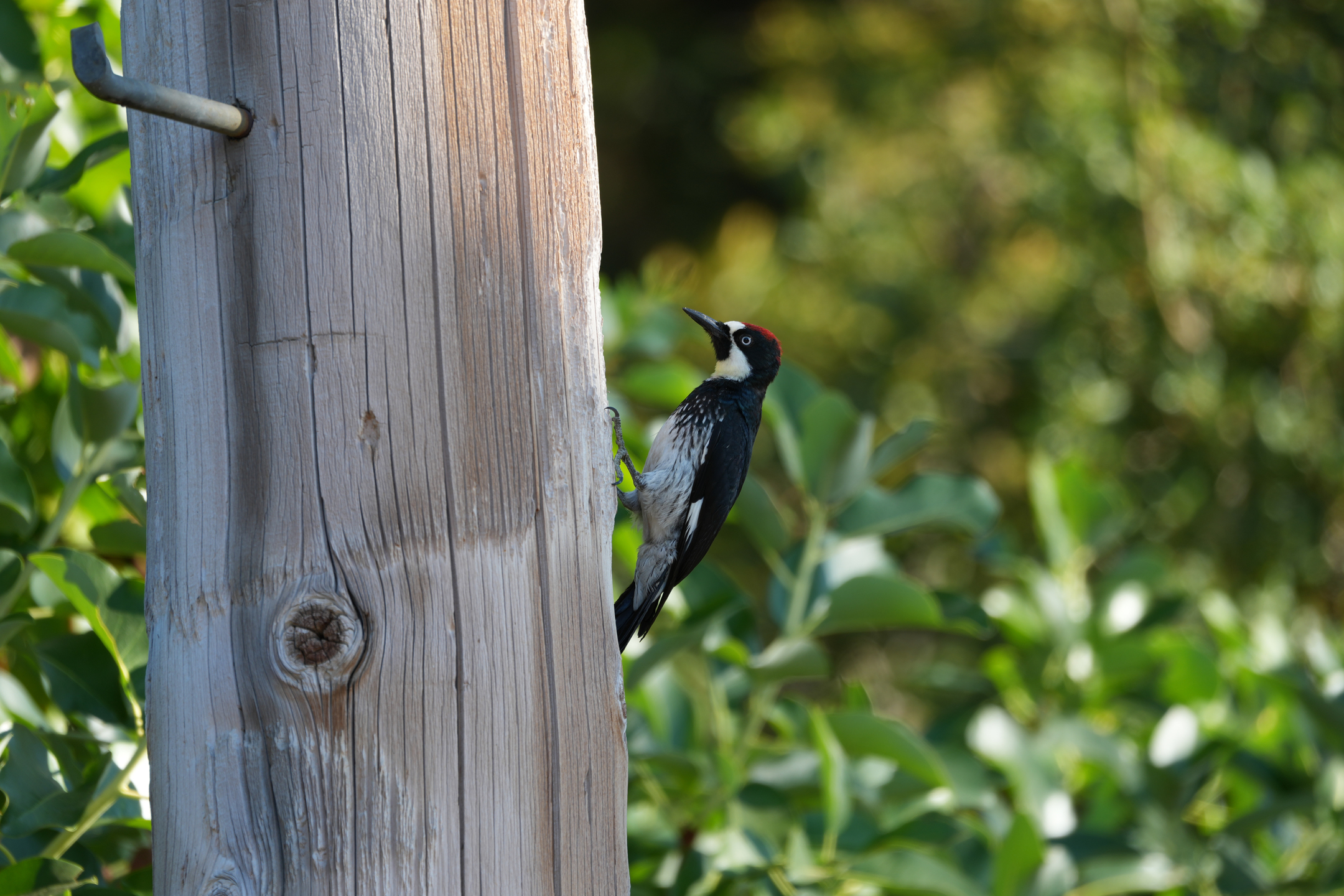 Acorn Woodpecker