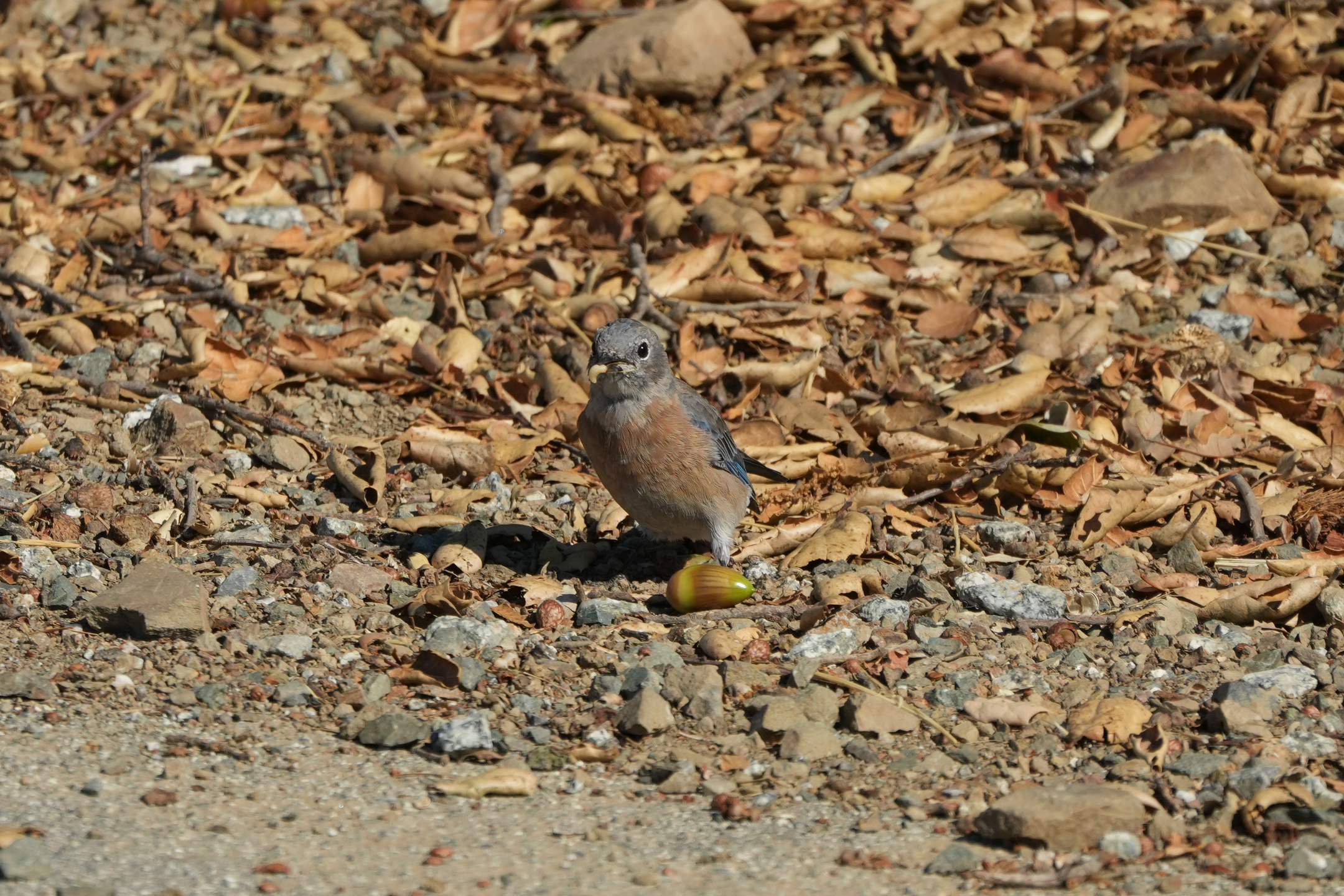 Western Bluebird