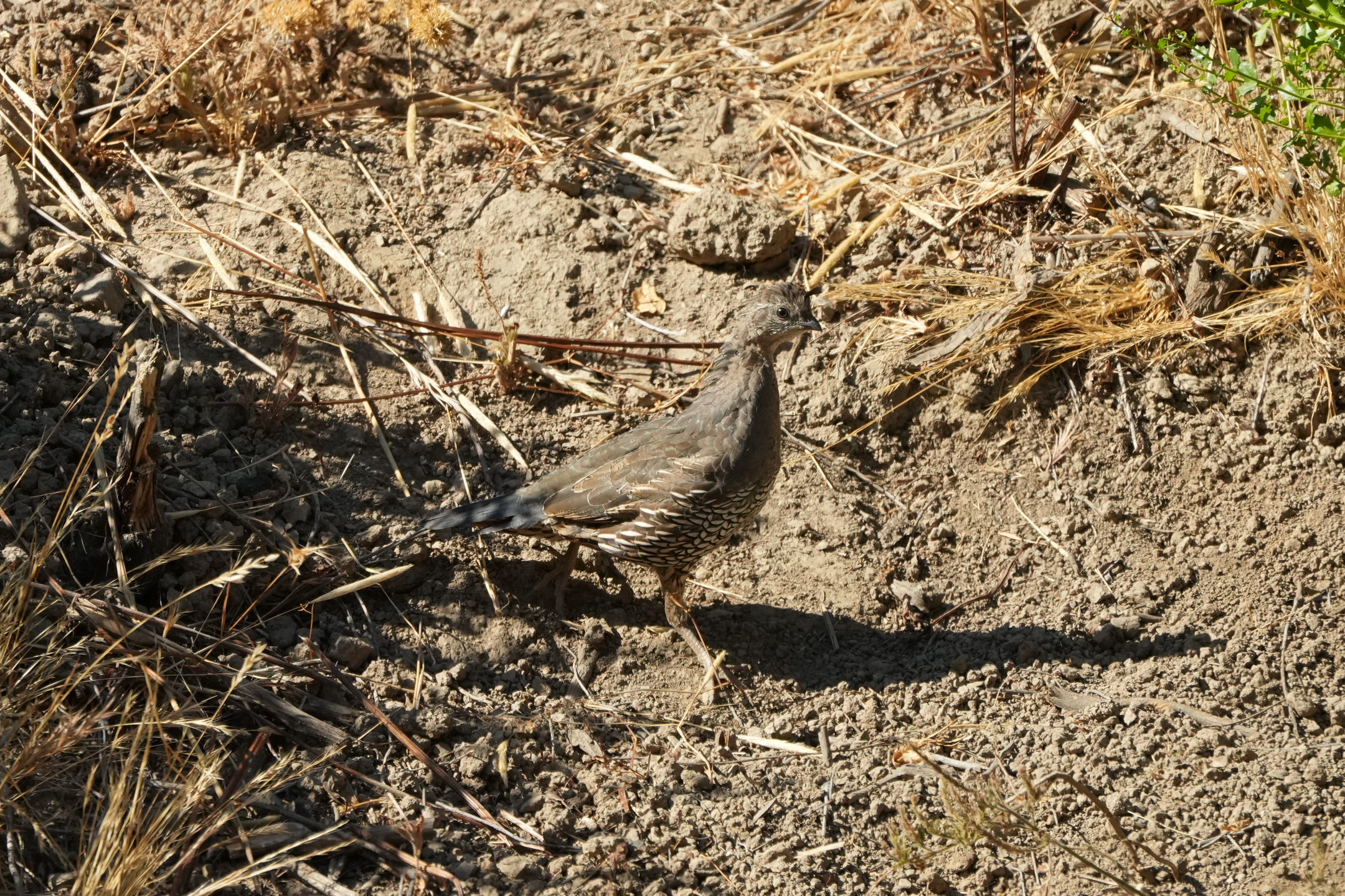 California Quail
