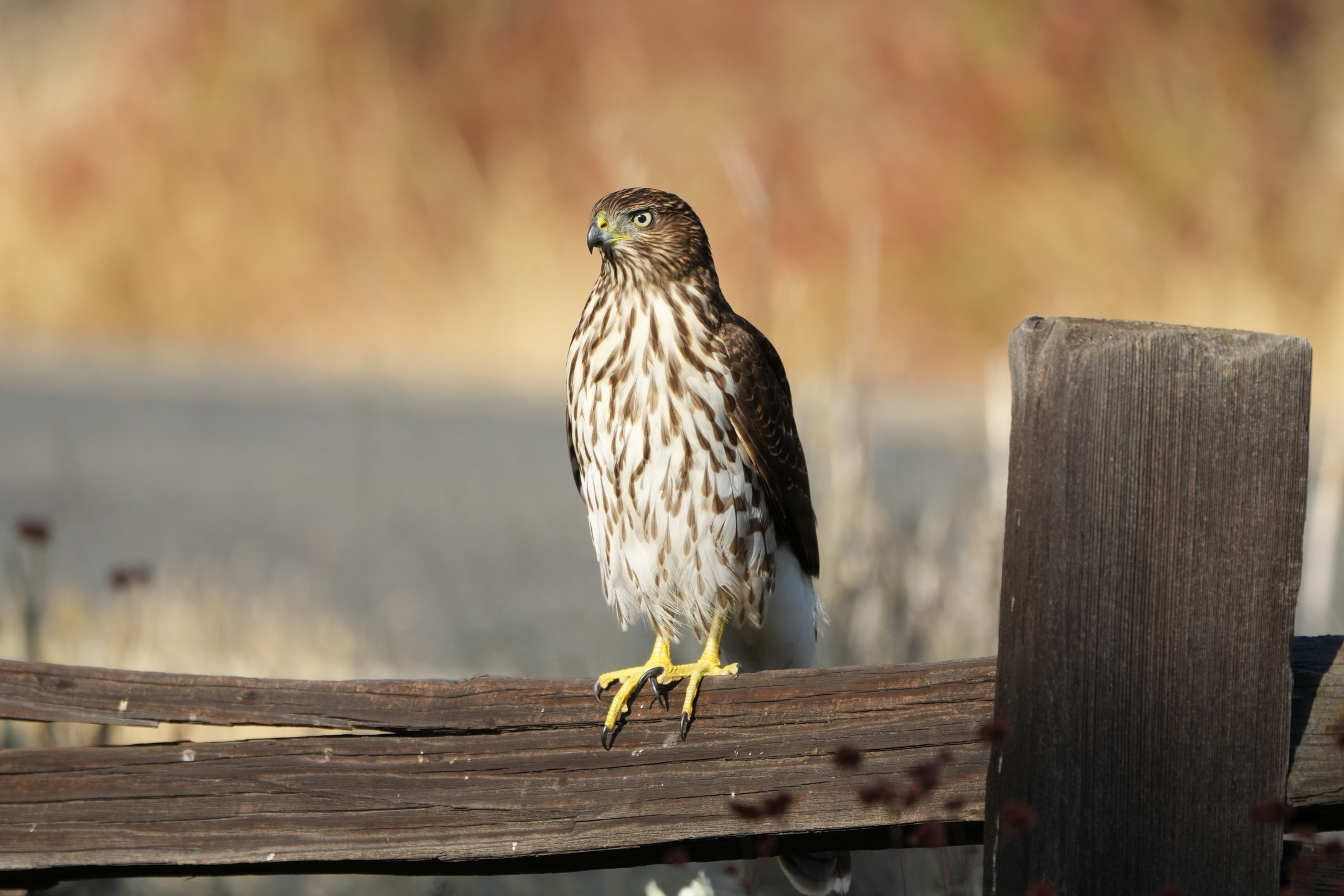 Cooper’s Hawk