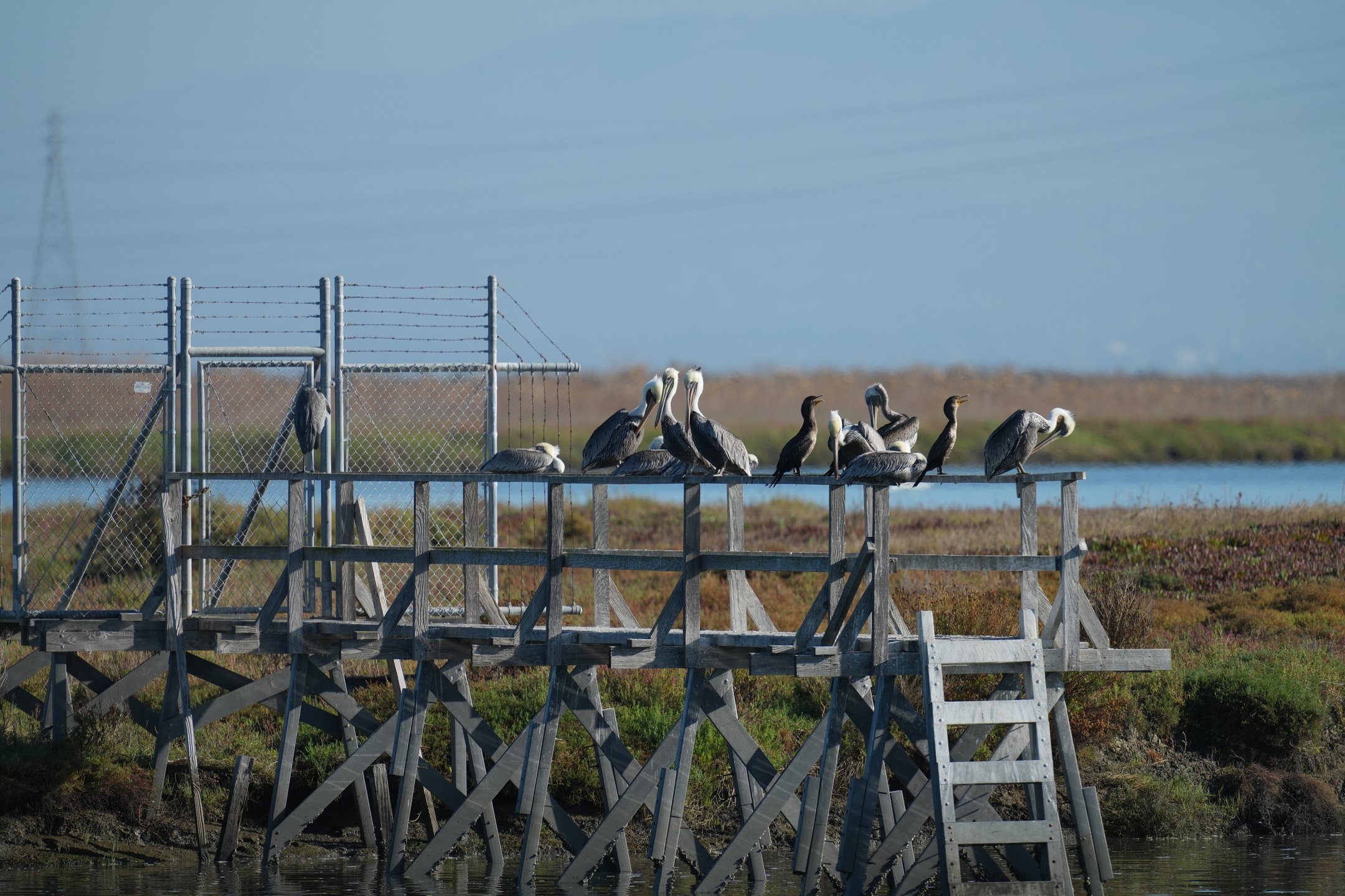 Resting Birds