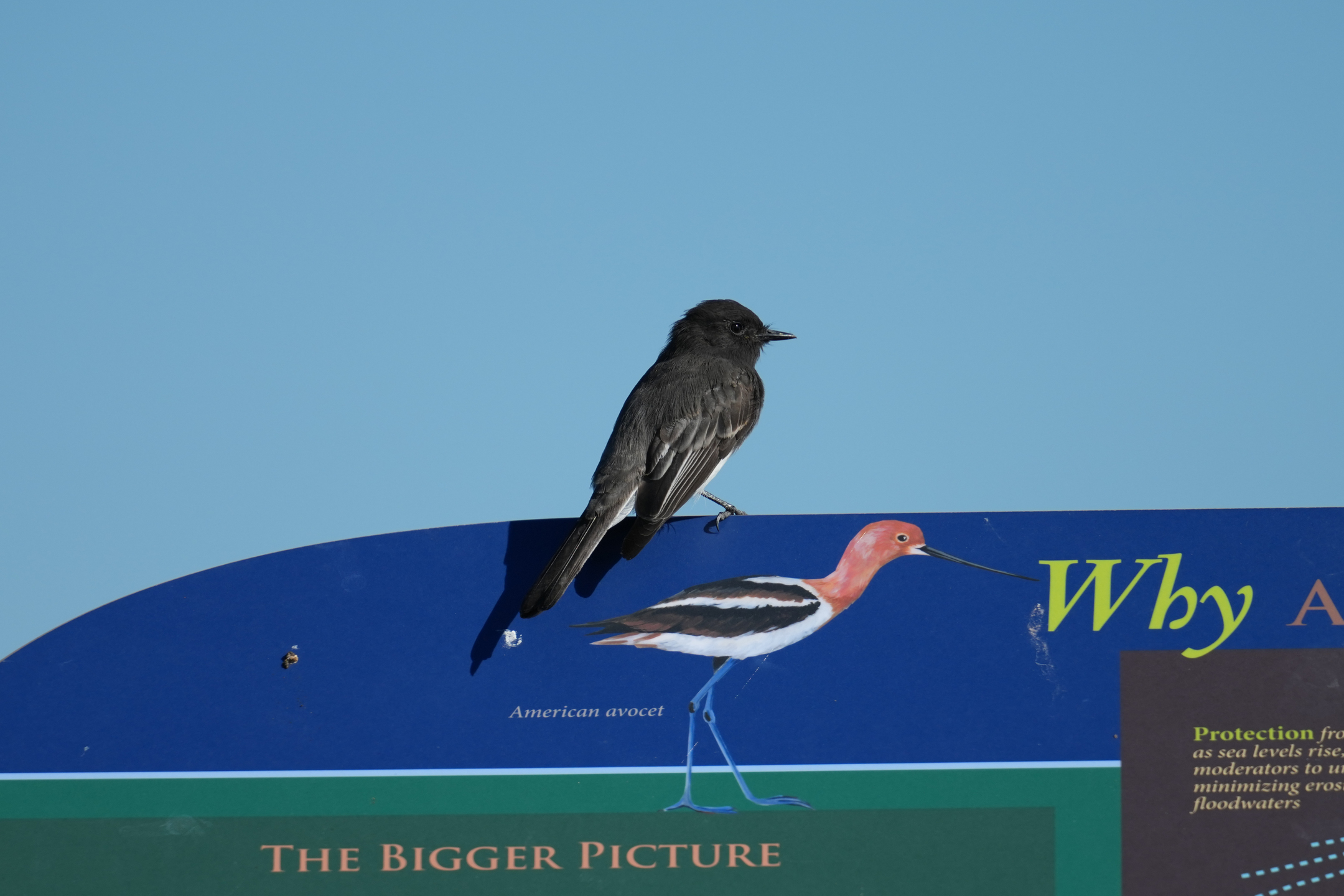 Black Phoebe