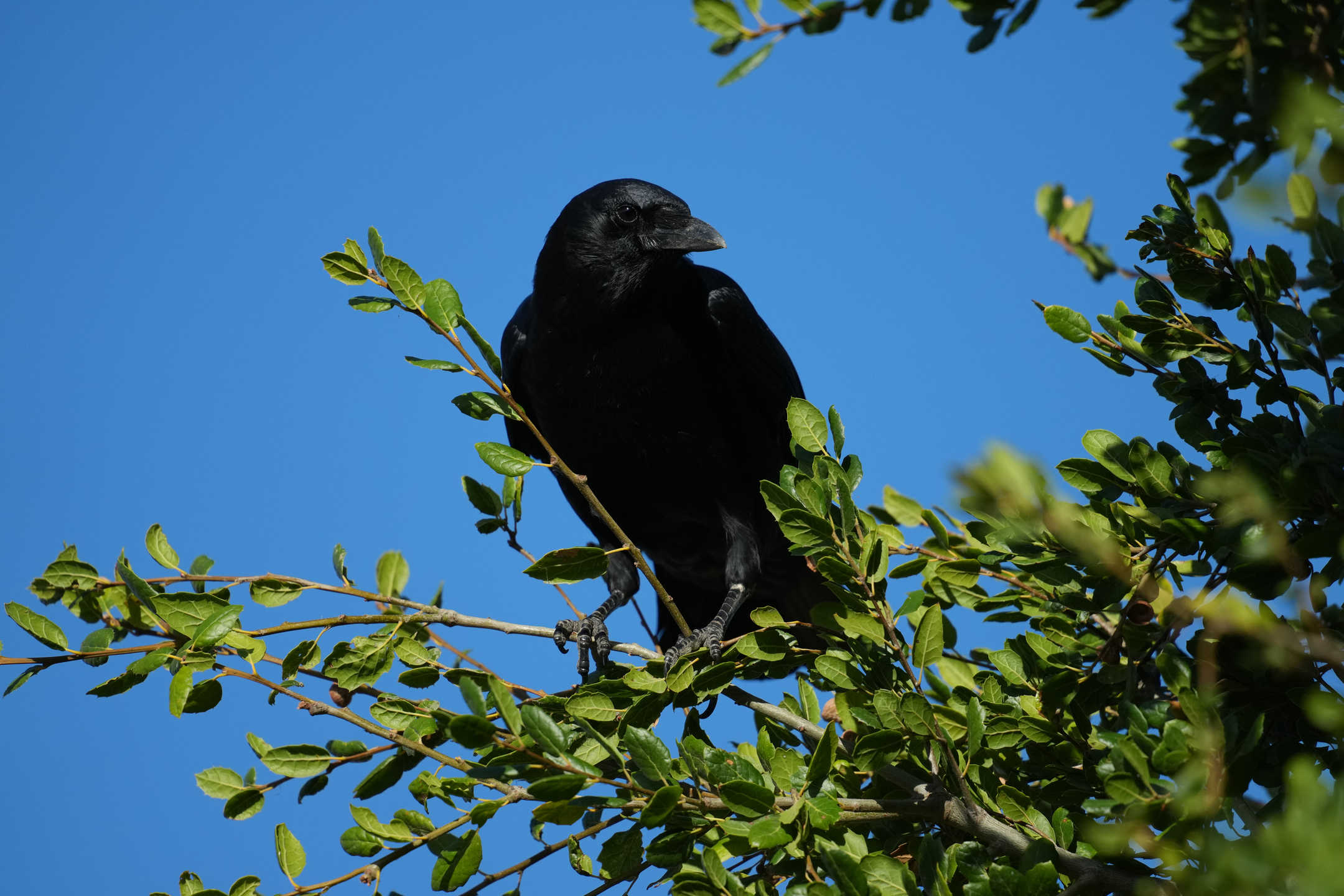 American Crow