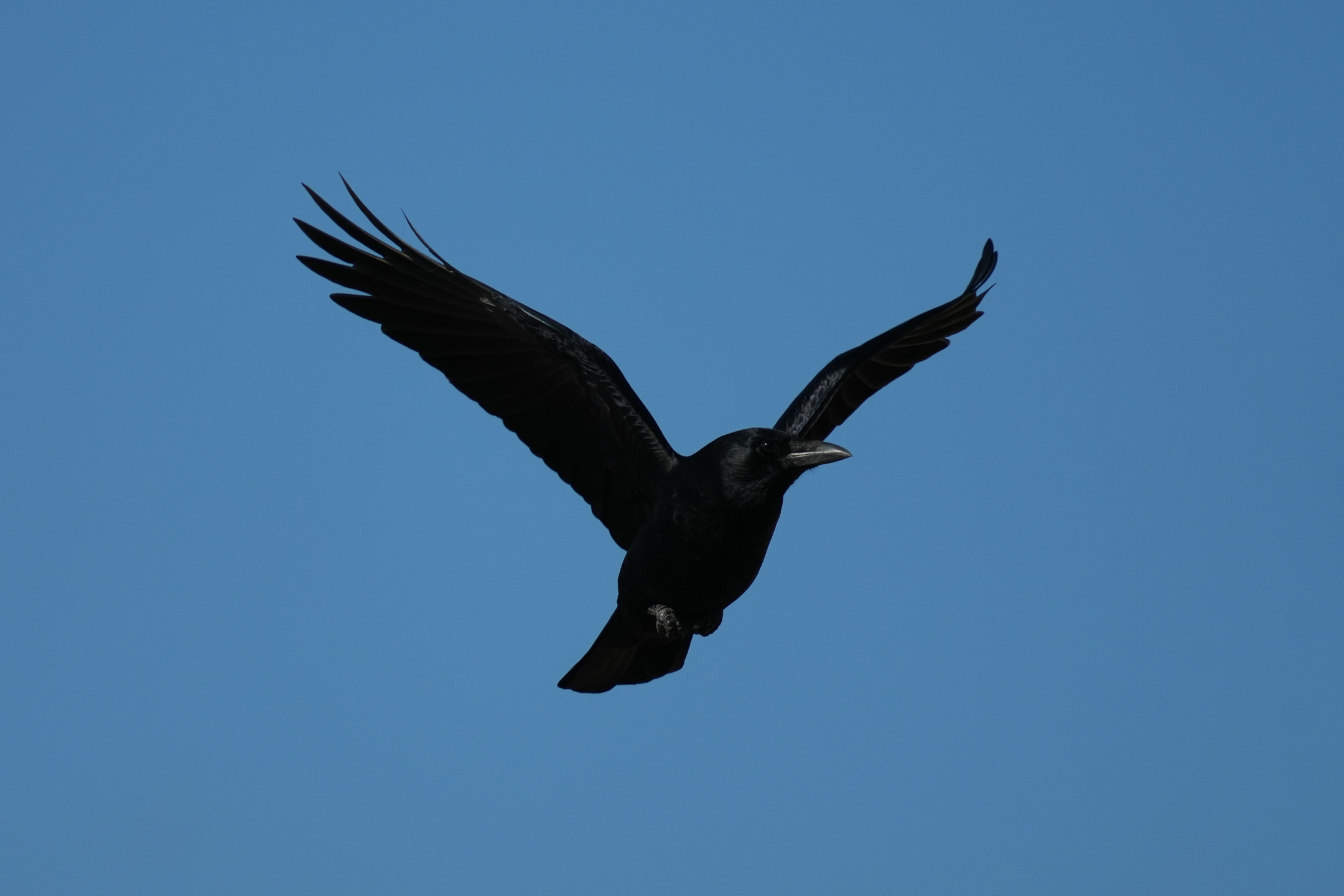 American Crow