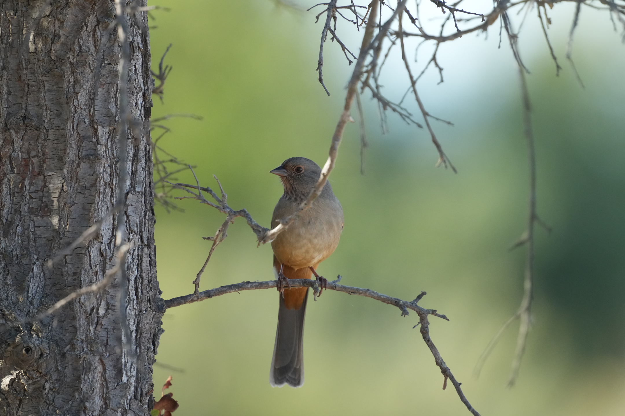California Towhee