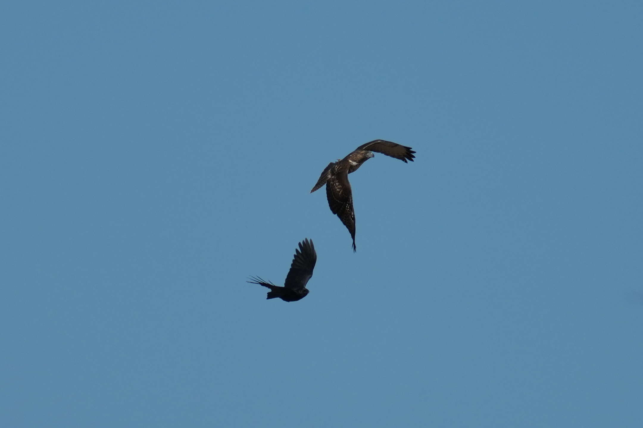 American Crow Chasing Red-Shouldered Hawk