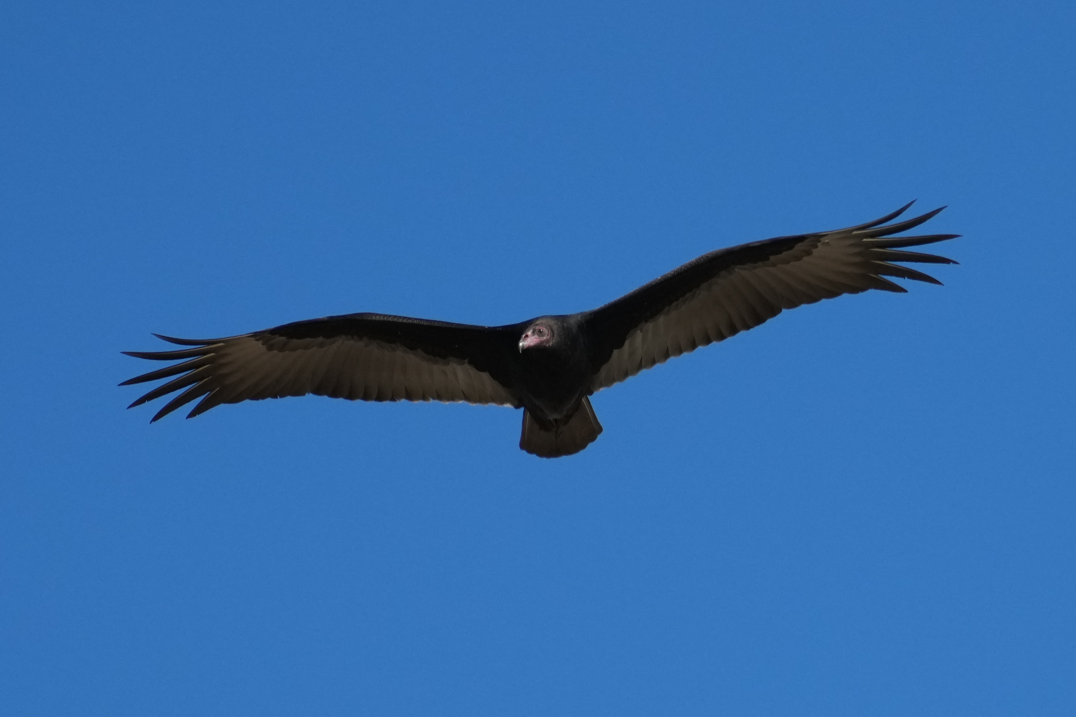 Turkey Vulture