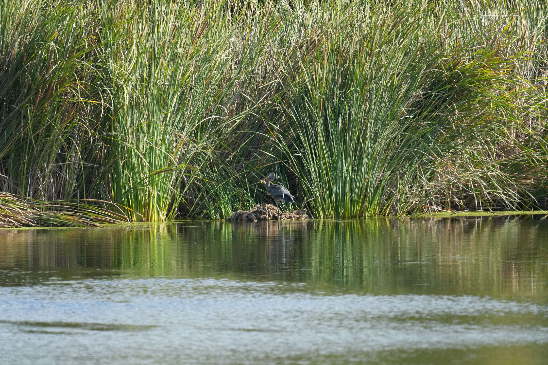 Great Blue Heron