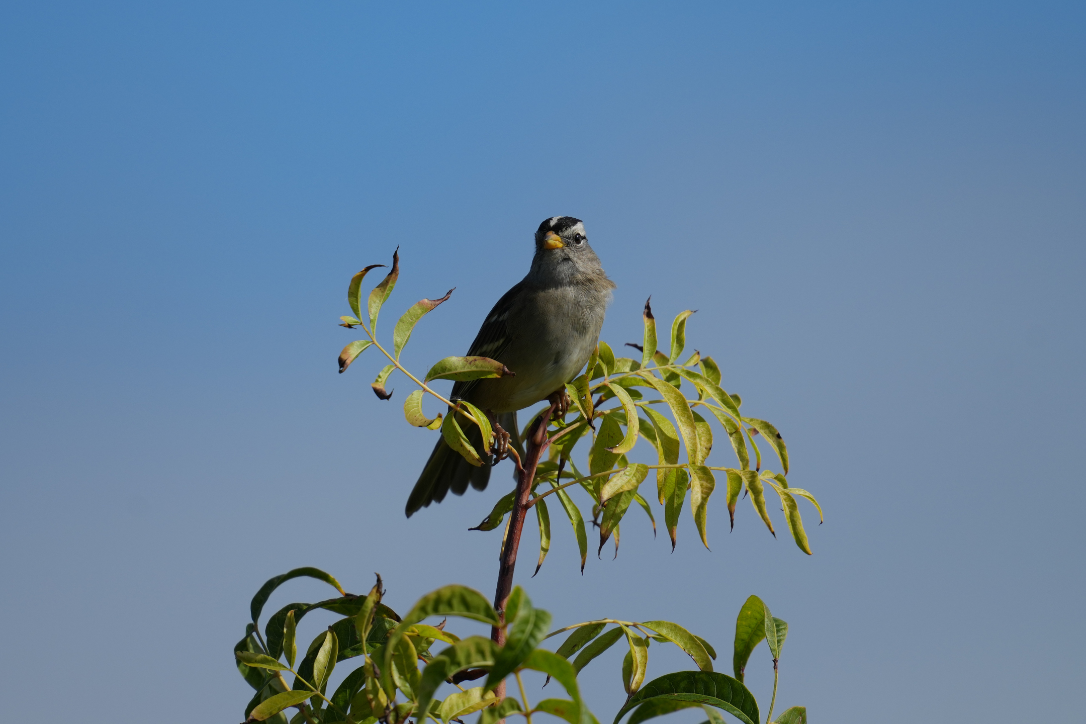 White-Crowned Sparrow