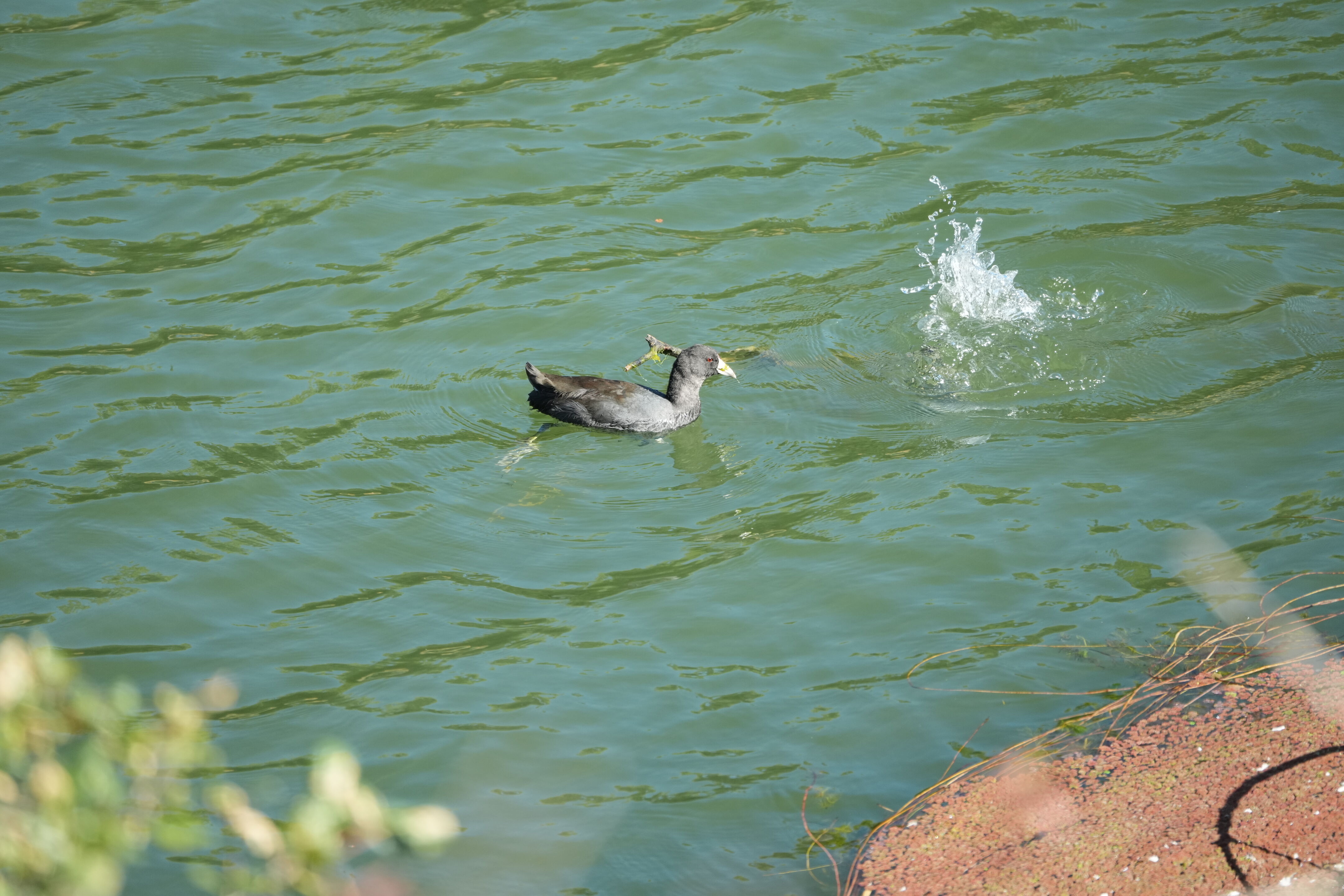 American Coot