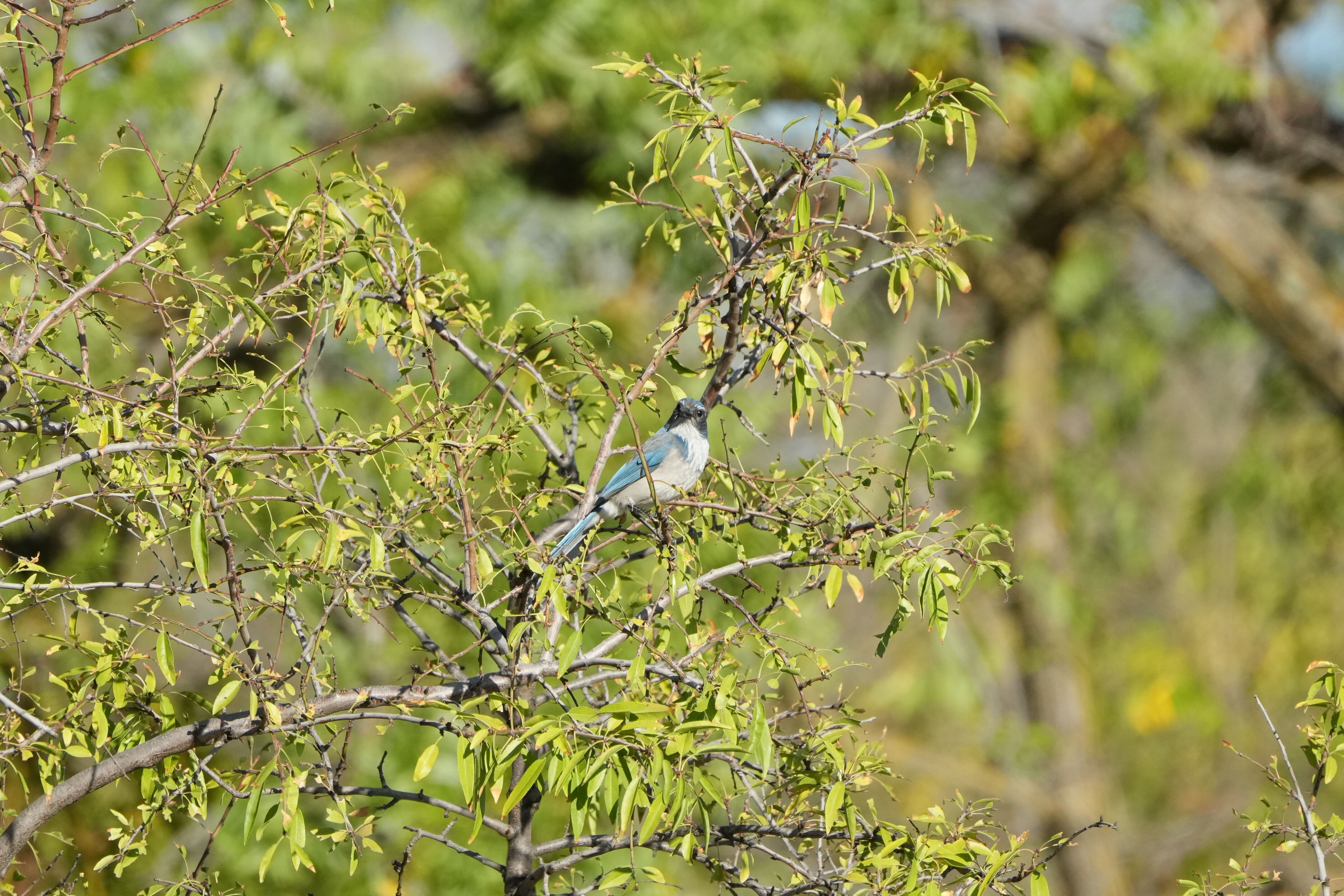 California Scrub-Jay