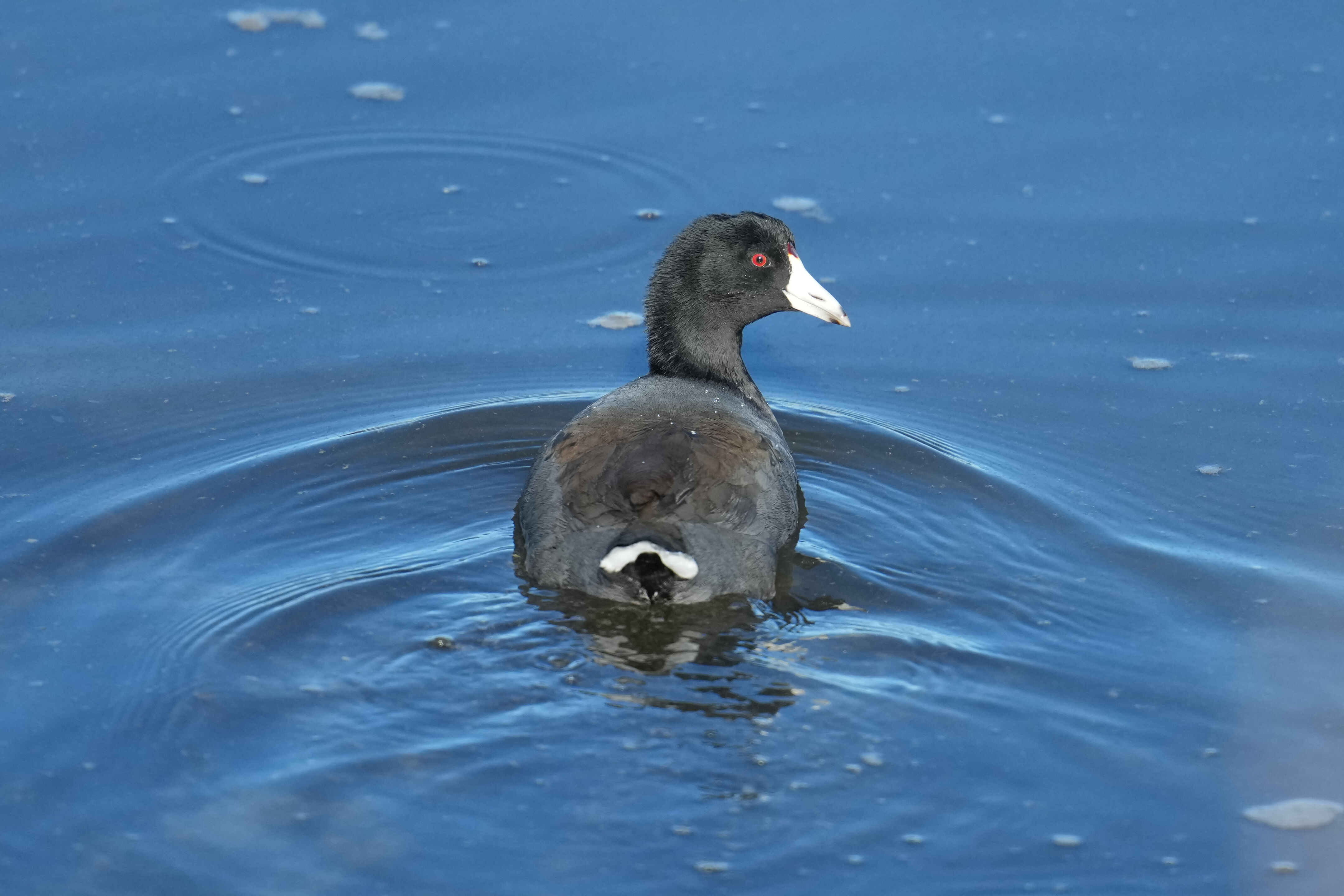 American Coot