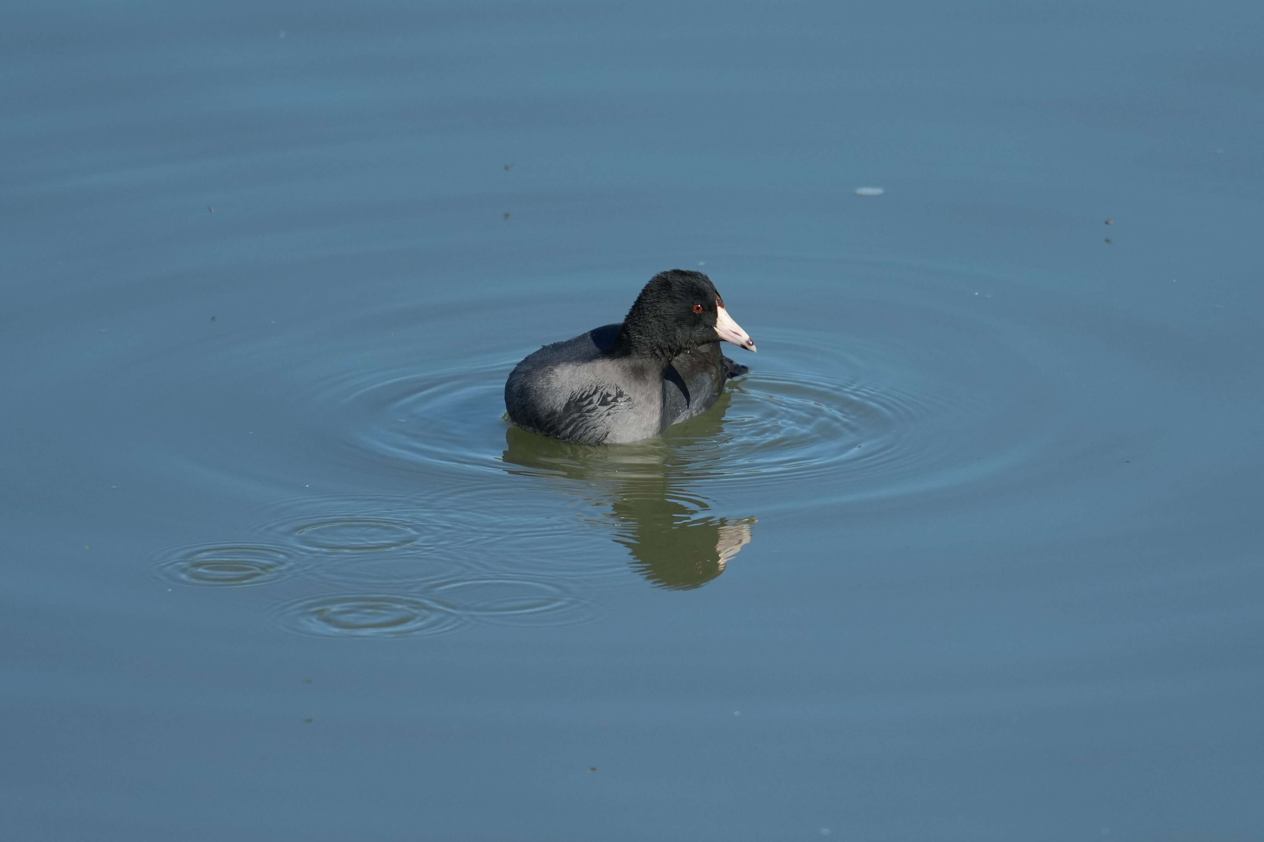 American Coot