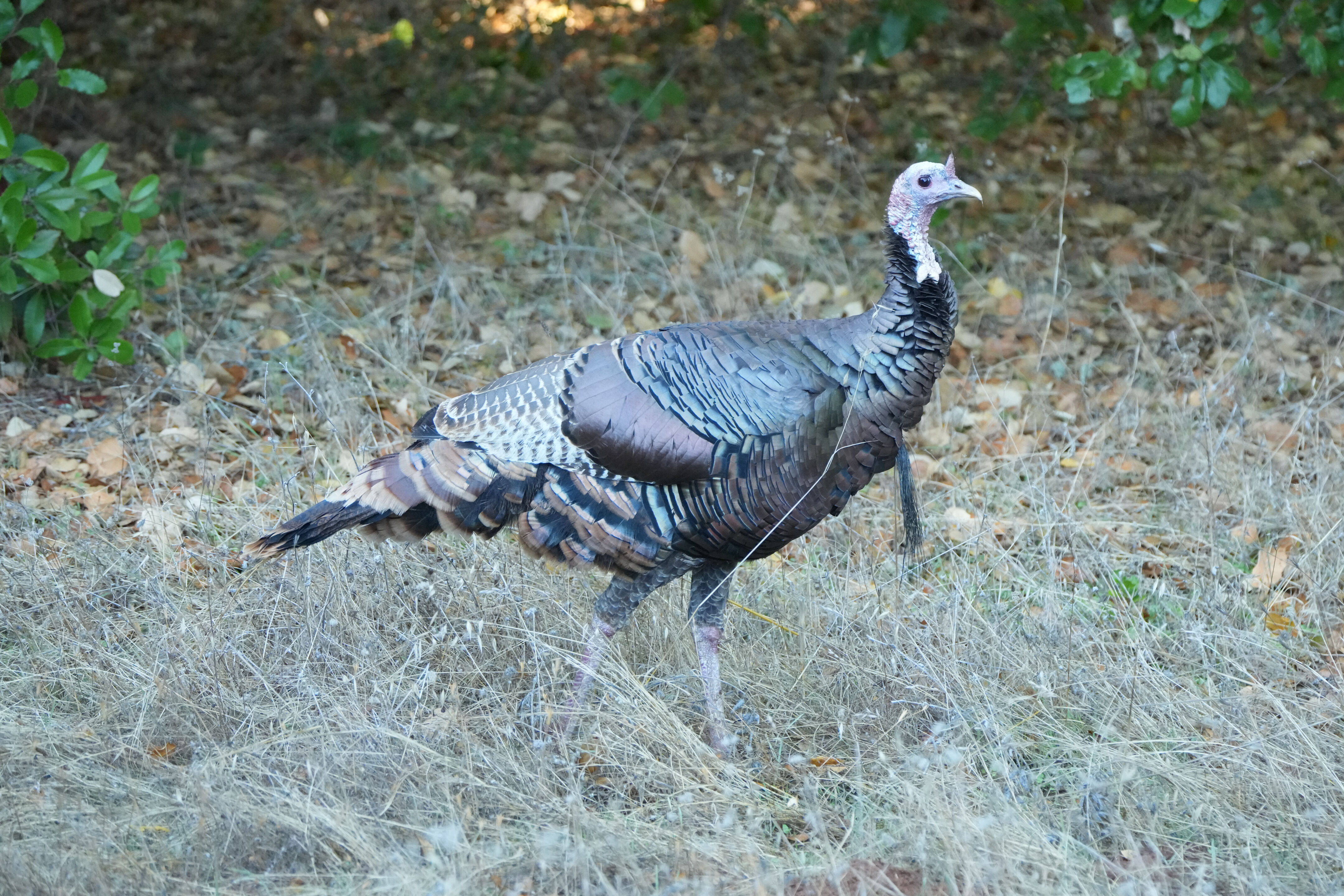 Wild Turkey