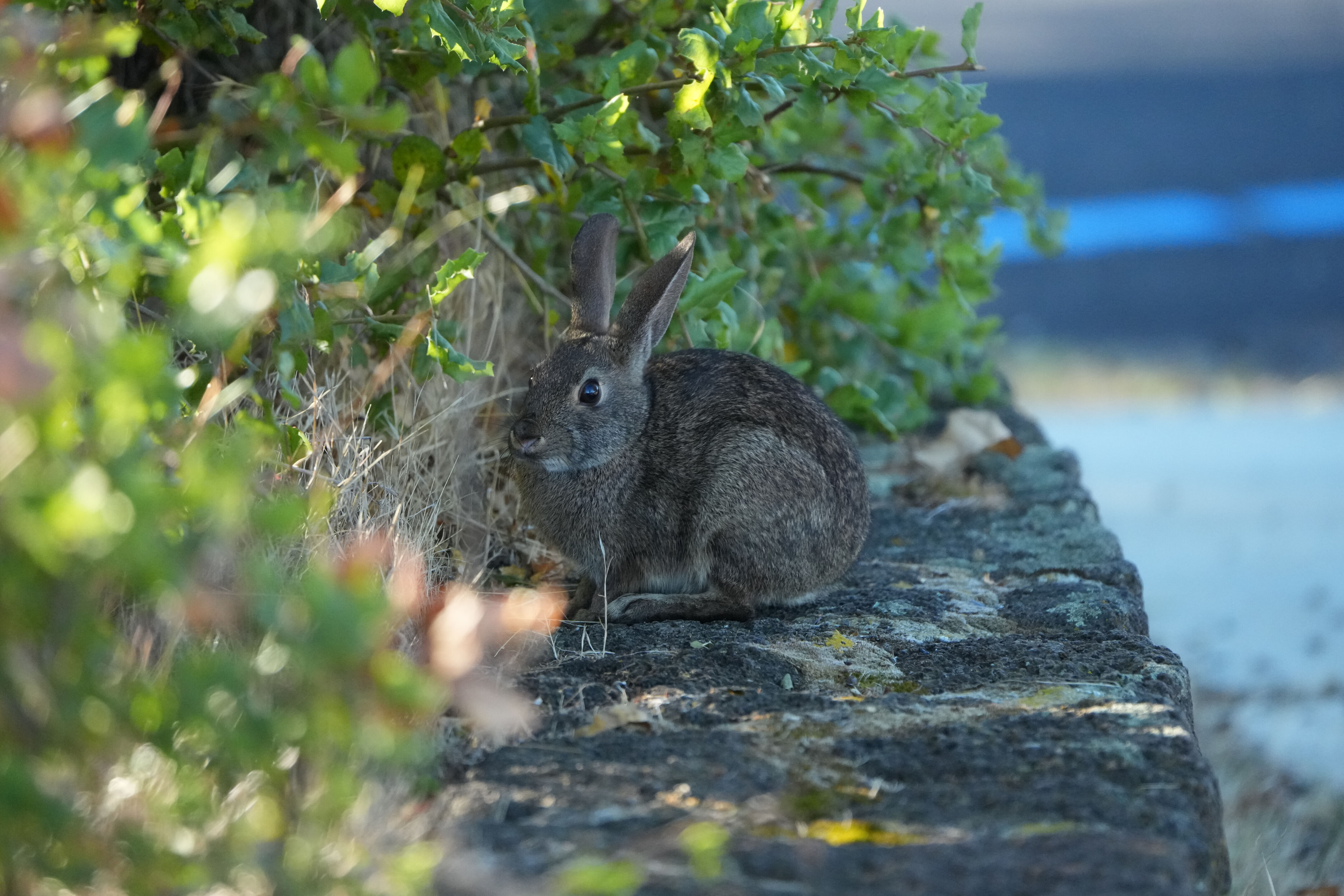 Brush Rabbit