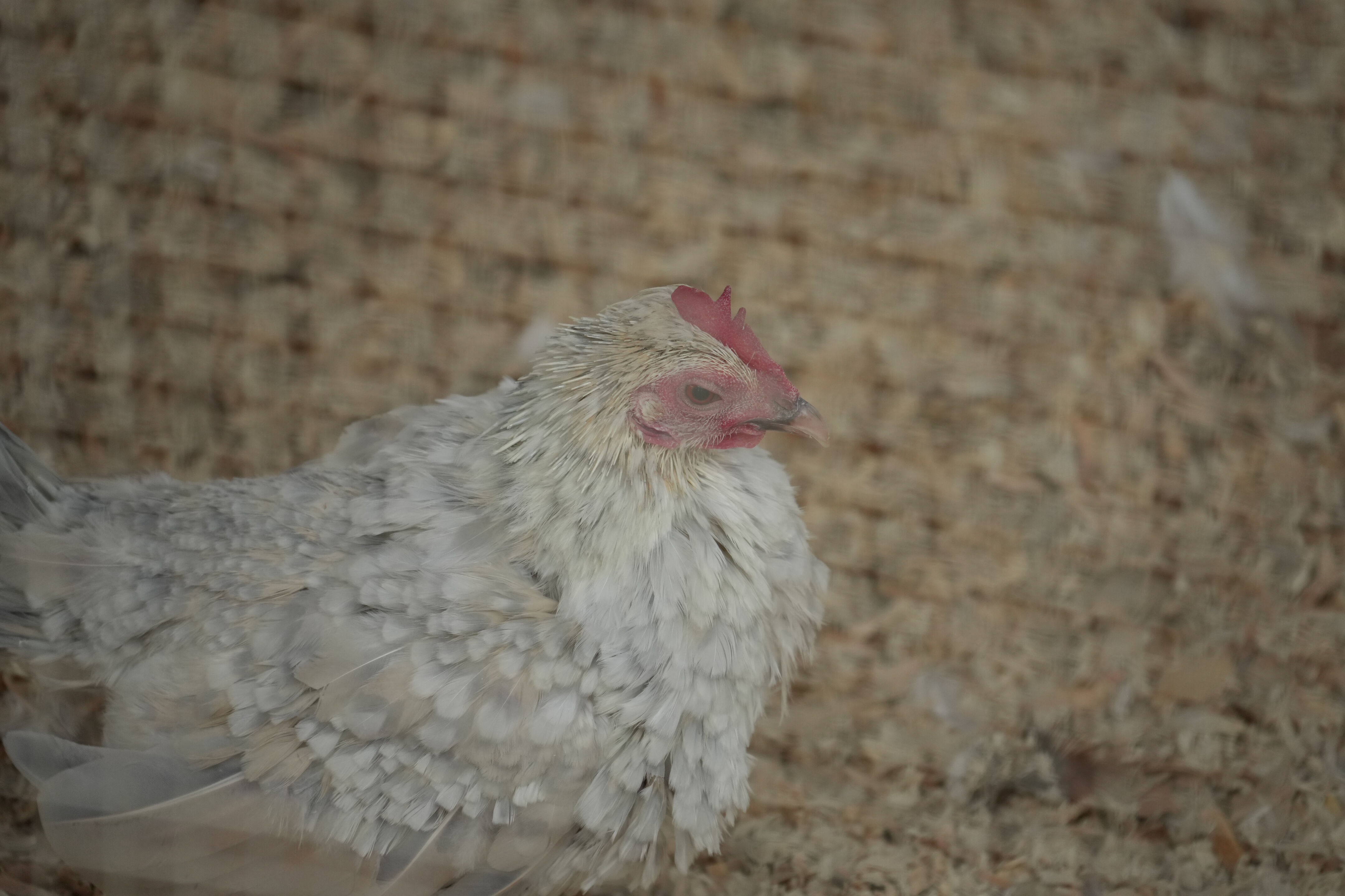 McClellan Ranch Preserve