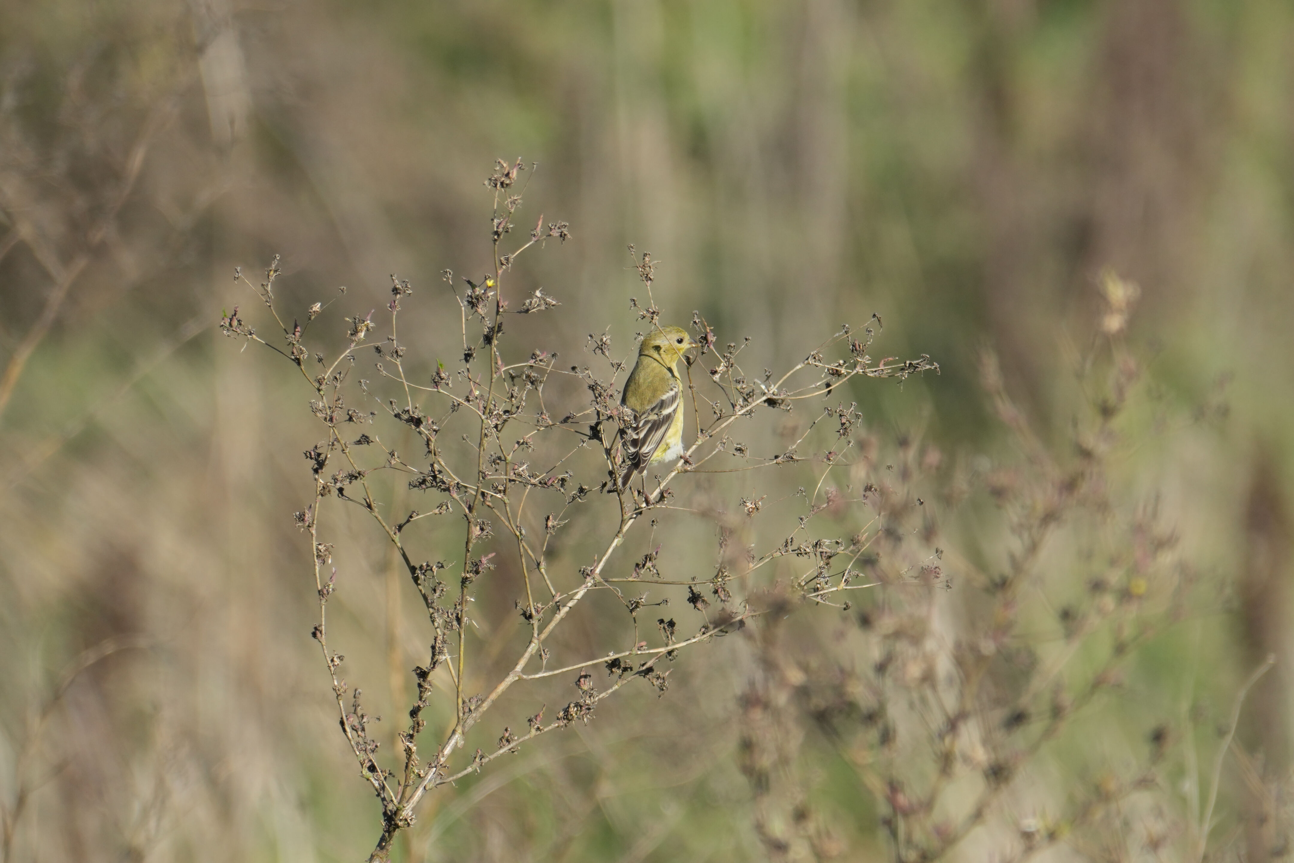 Lower Guadalupe River Trail North