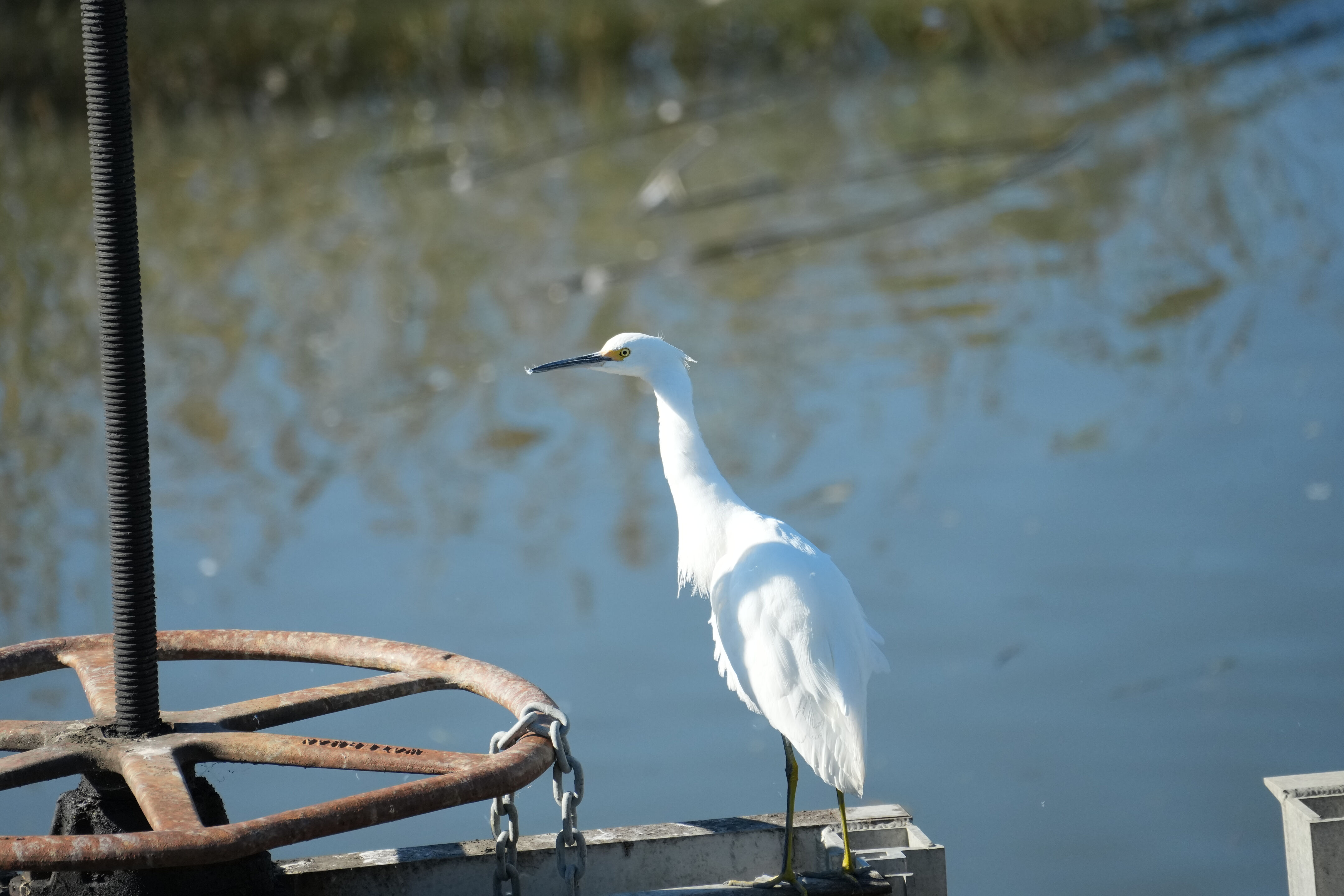 Lower Guadalupe River Trail North