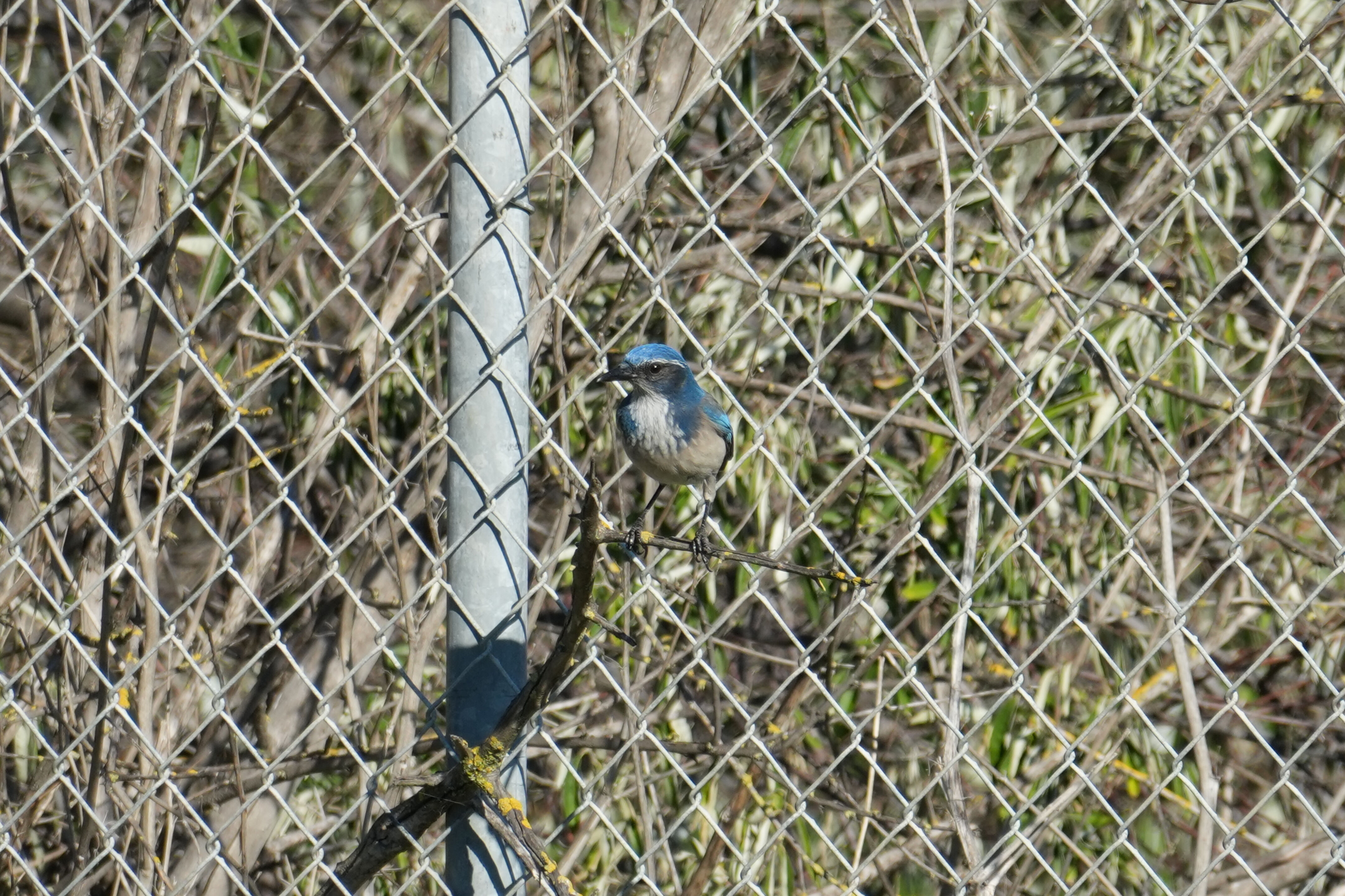 Lower Guadalupe River Trail North