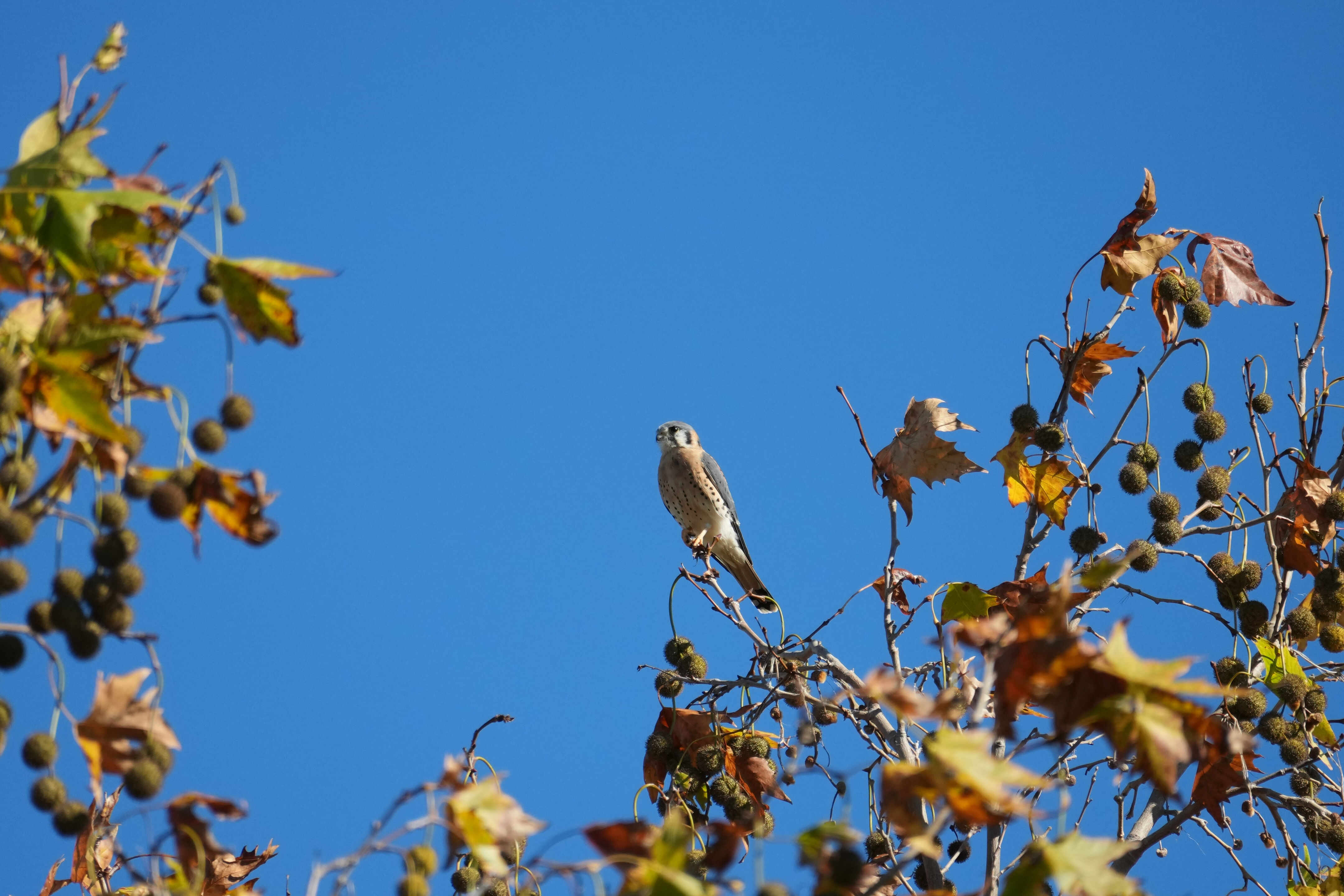 Lower Guadalupe River Trail North