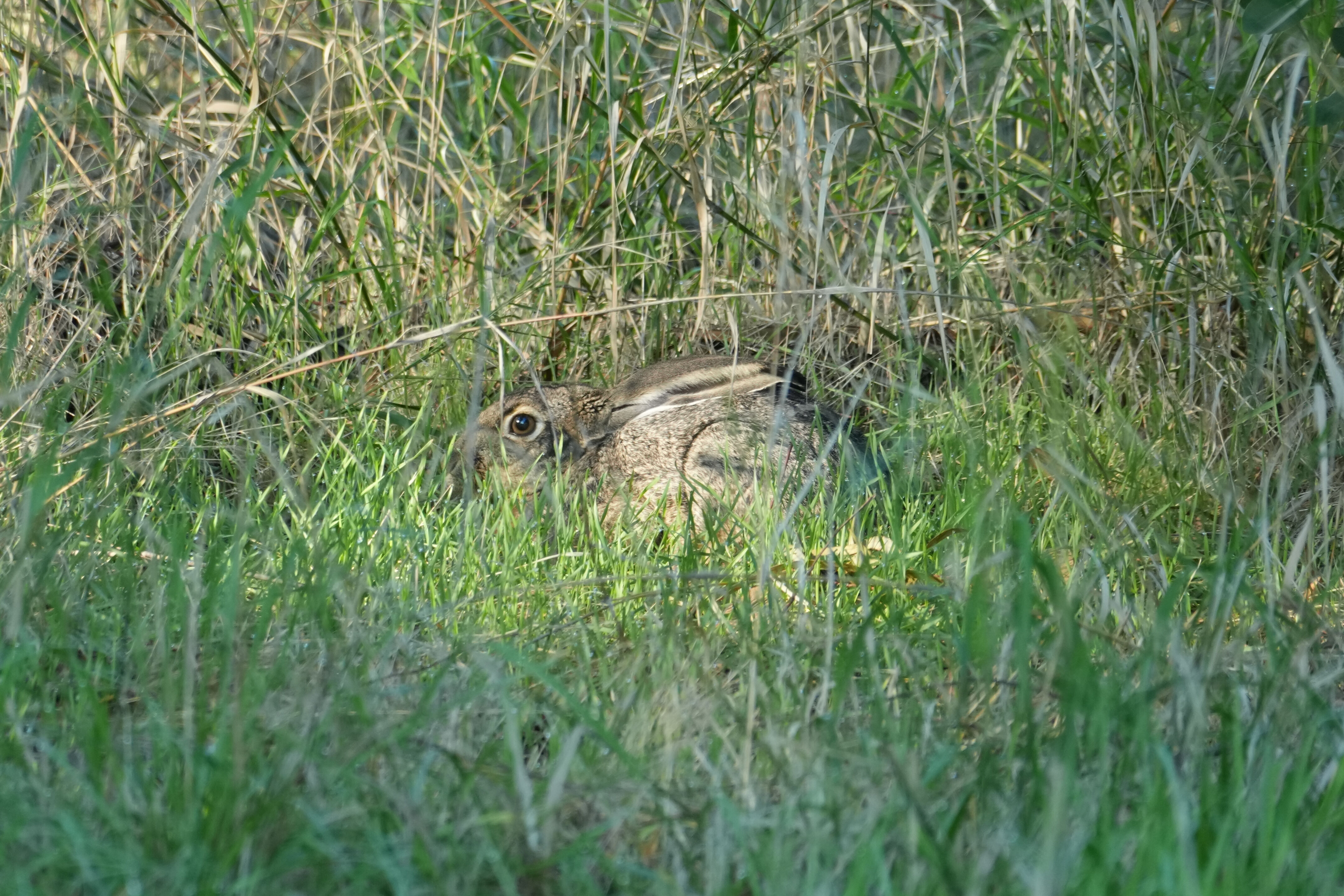 Ulistac Natural Area