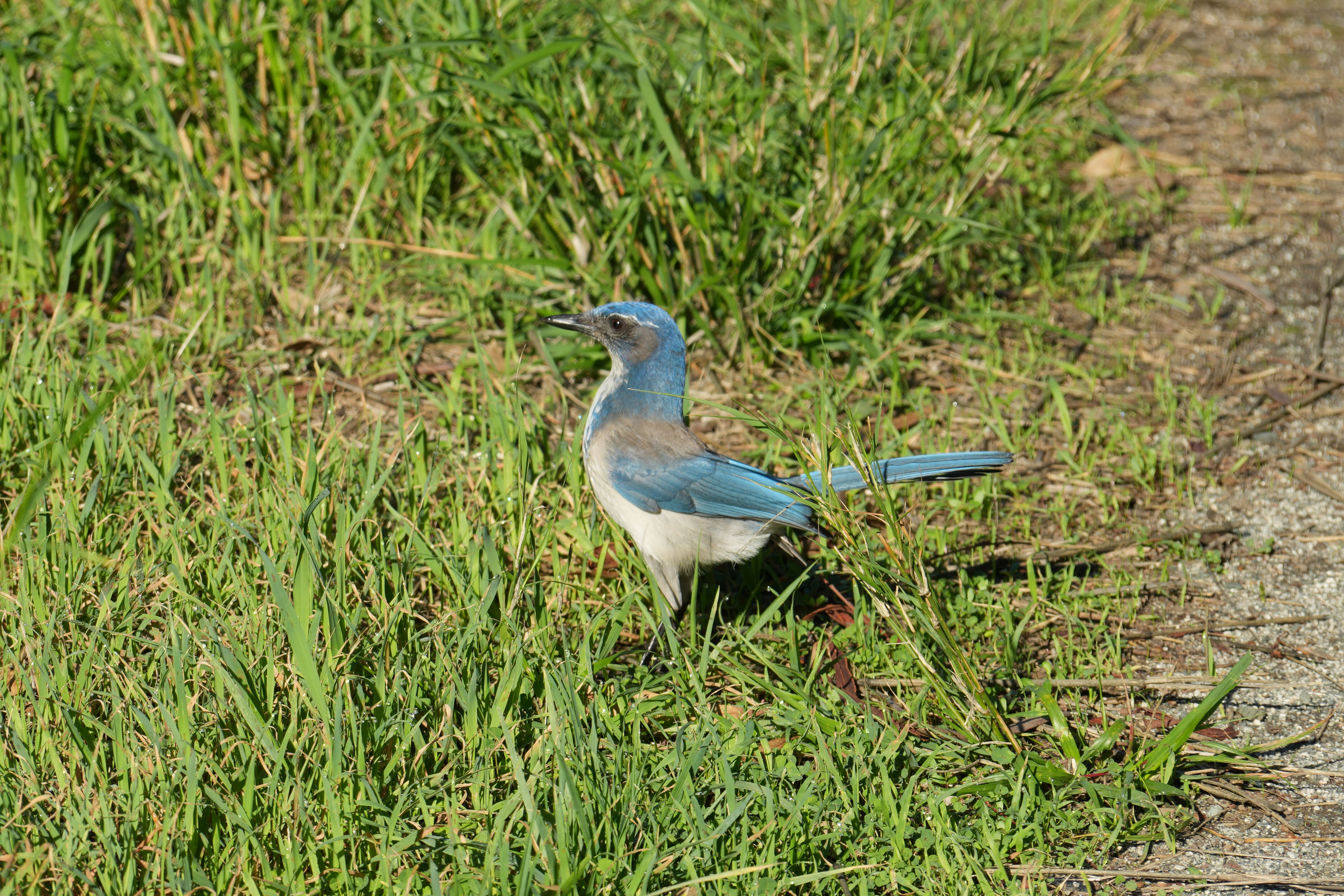 Ulistac Natural Area