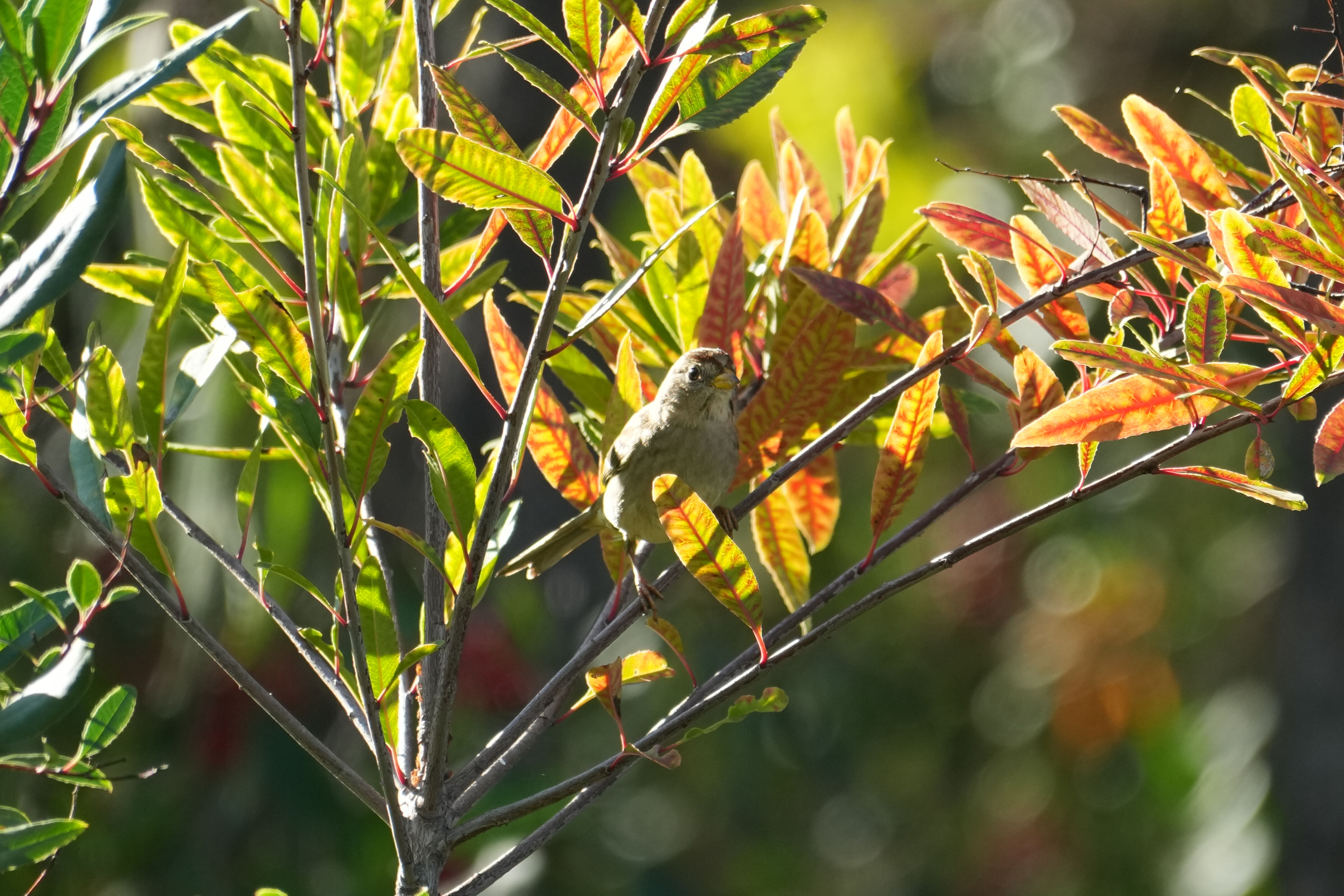 Ulistac Natural Area