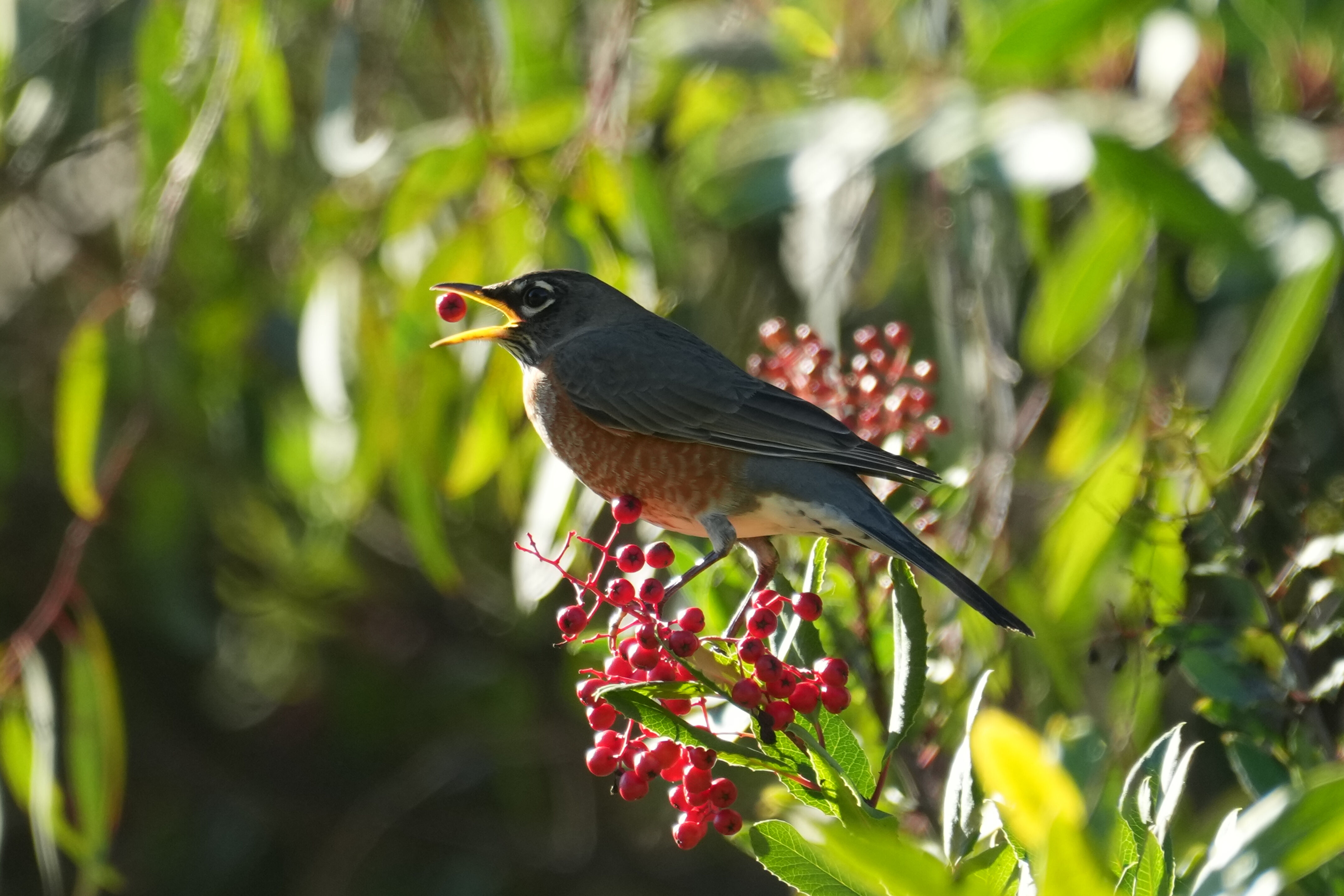 Ulistac Natural Area