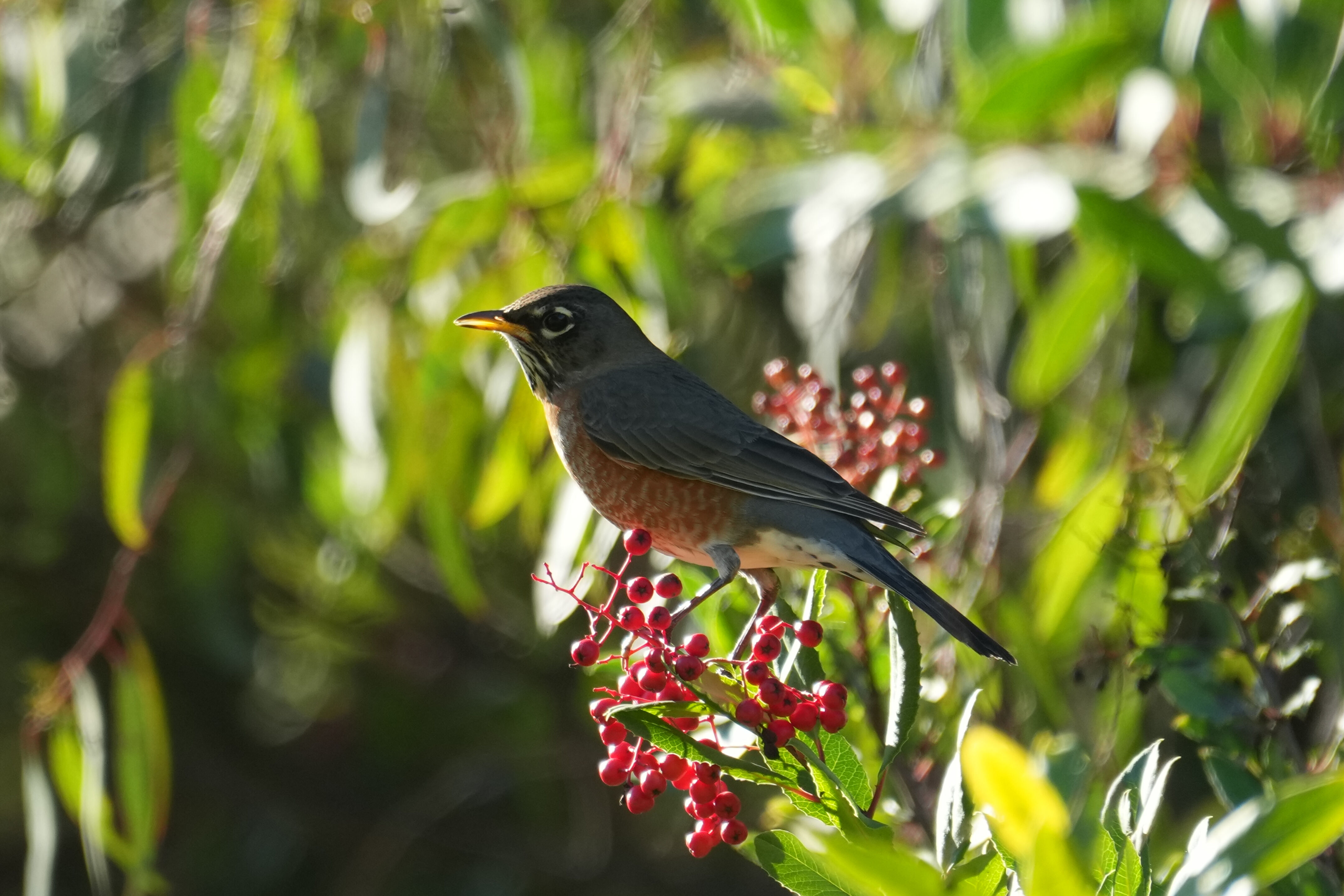 Ulistac Natural Area