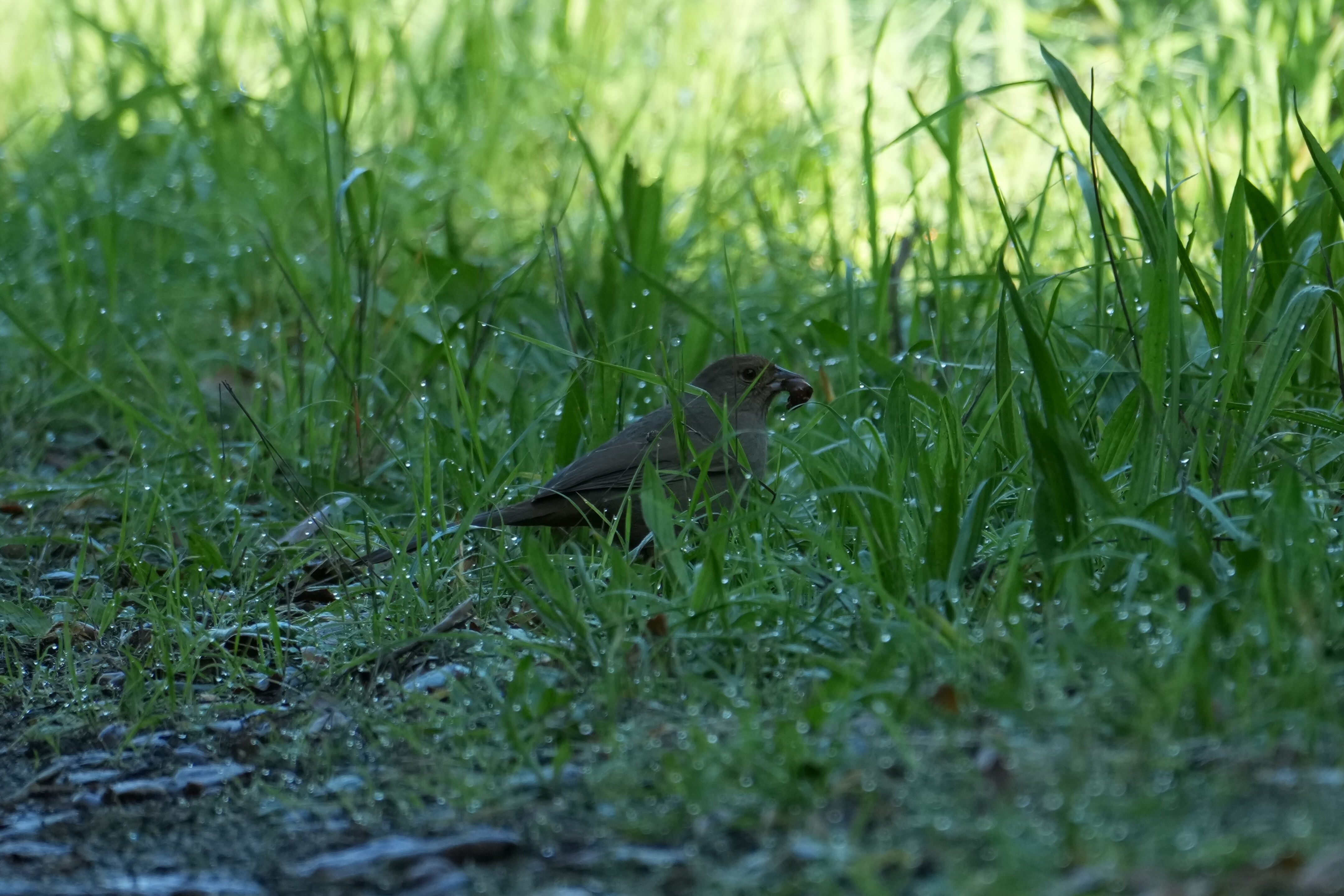 Ulistac Natural Area