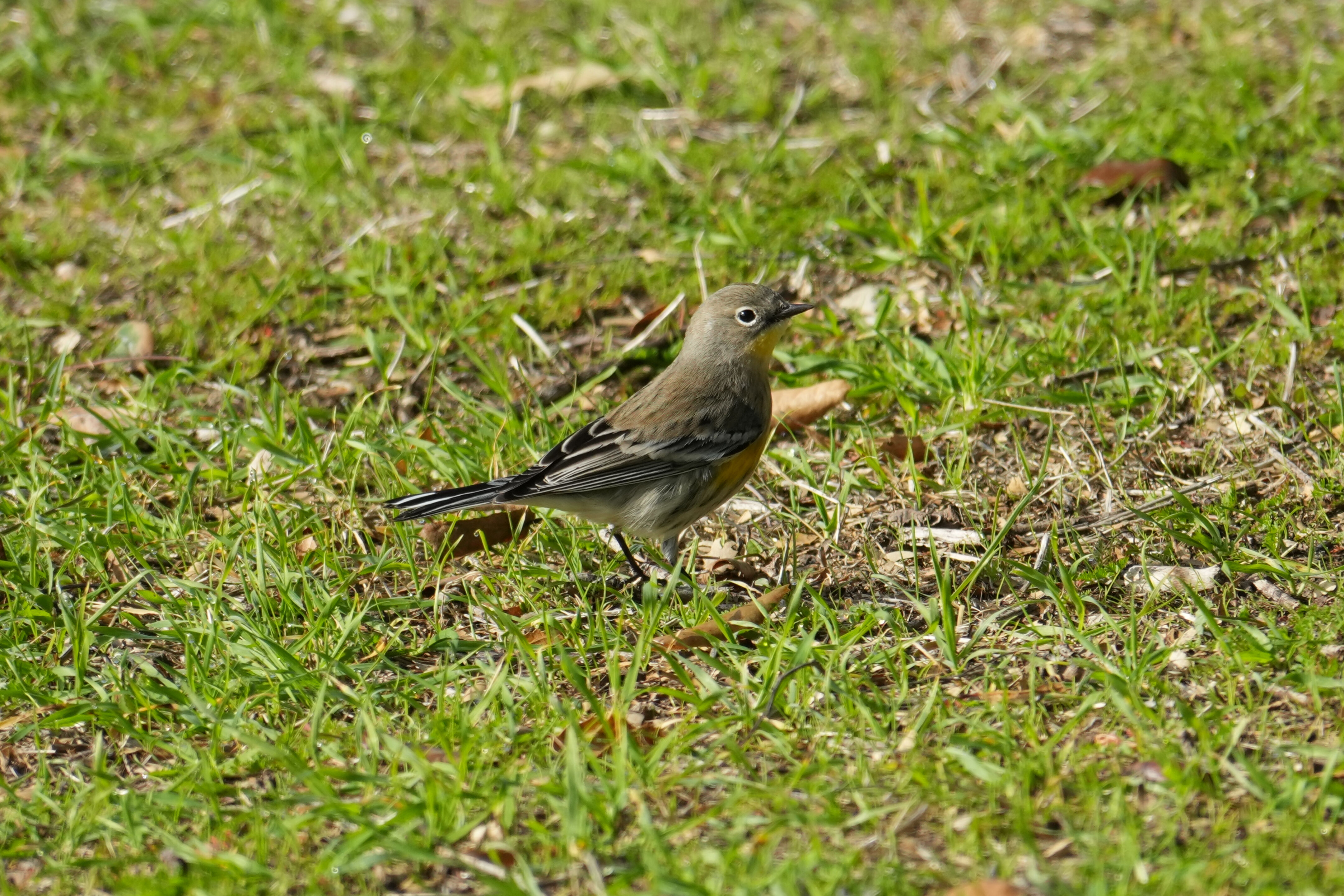 Ed R. Levin County Park