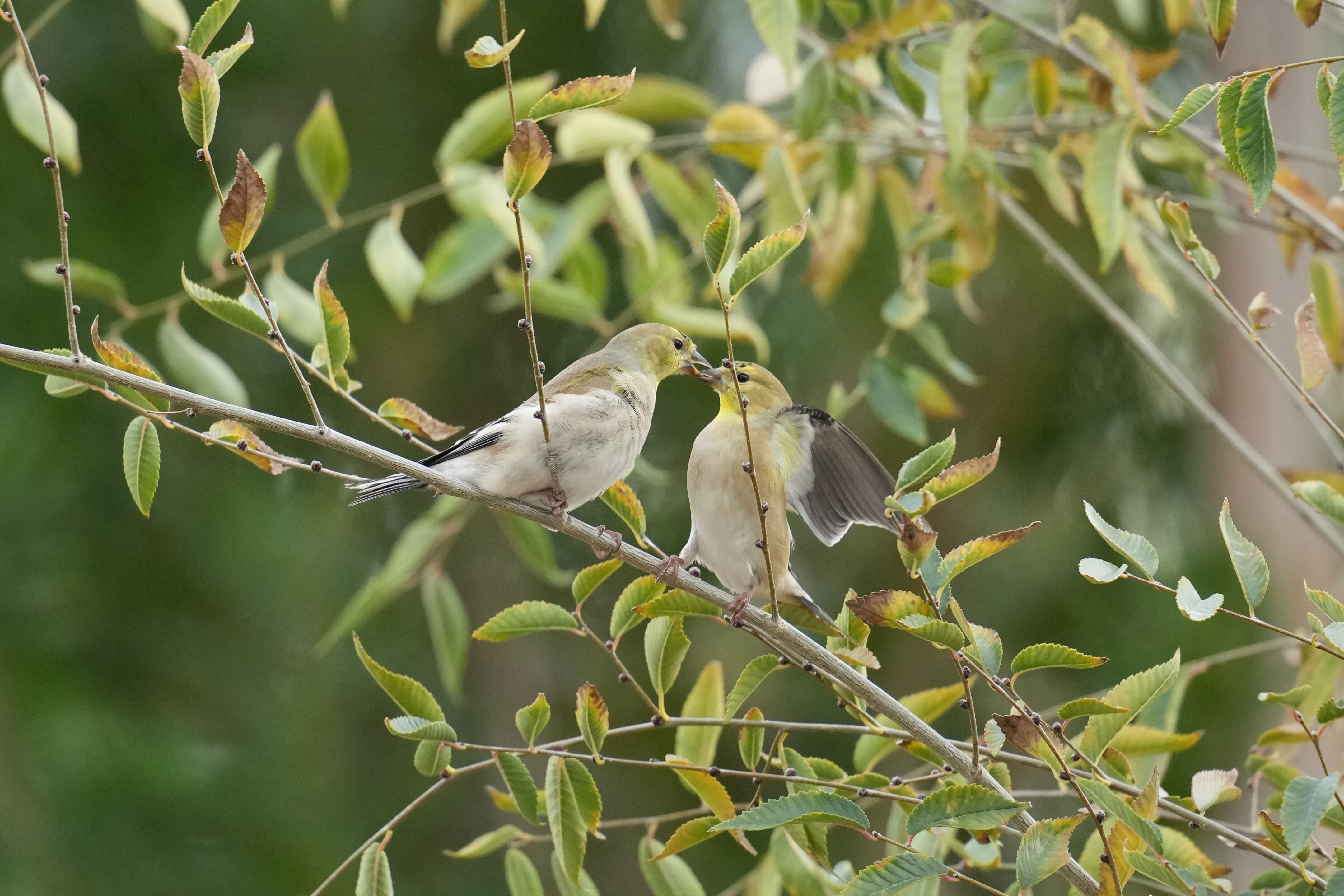 Los Gatos Creek County Park
