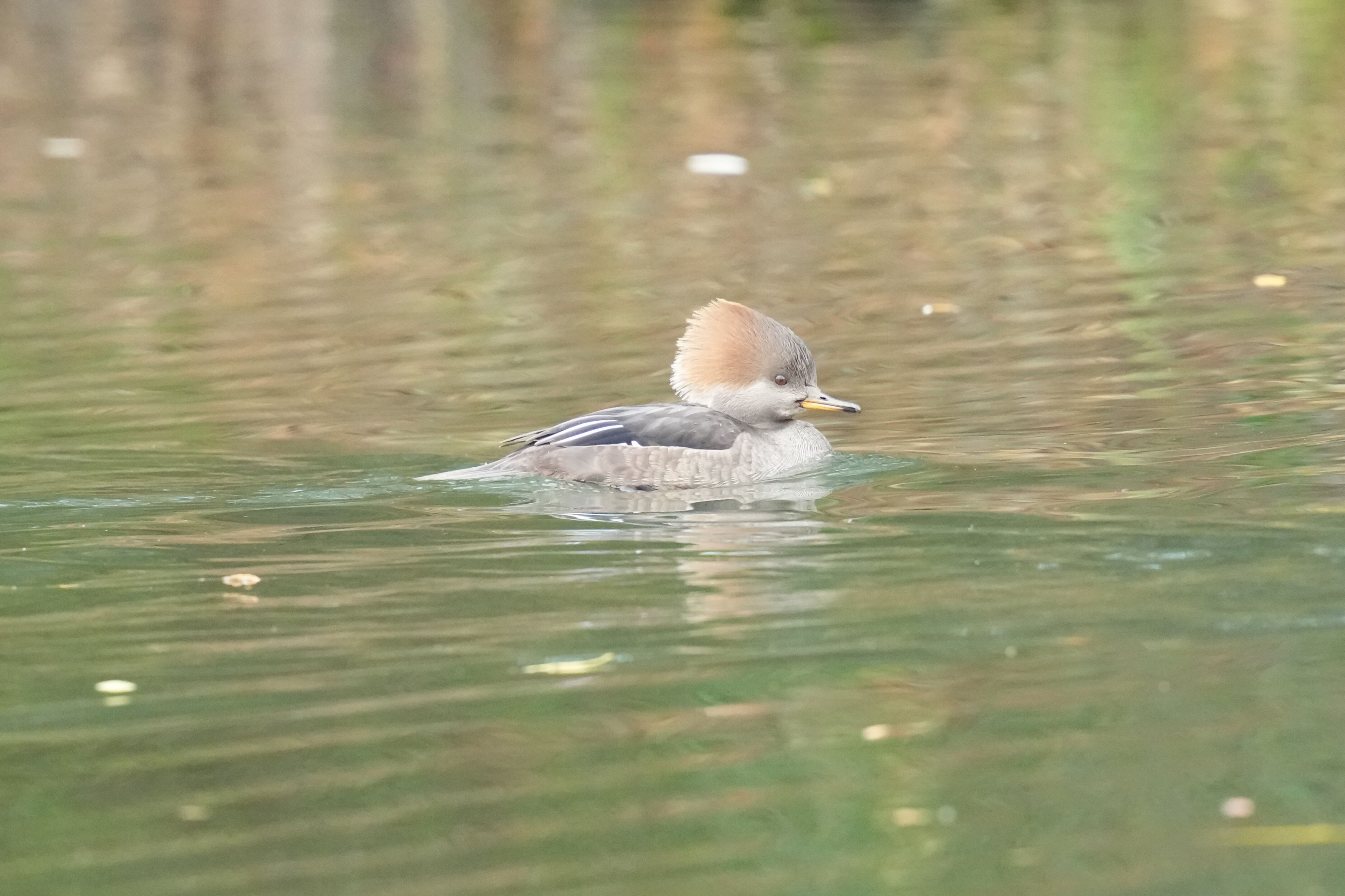 Los Gatos Creek County Park