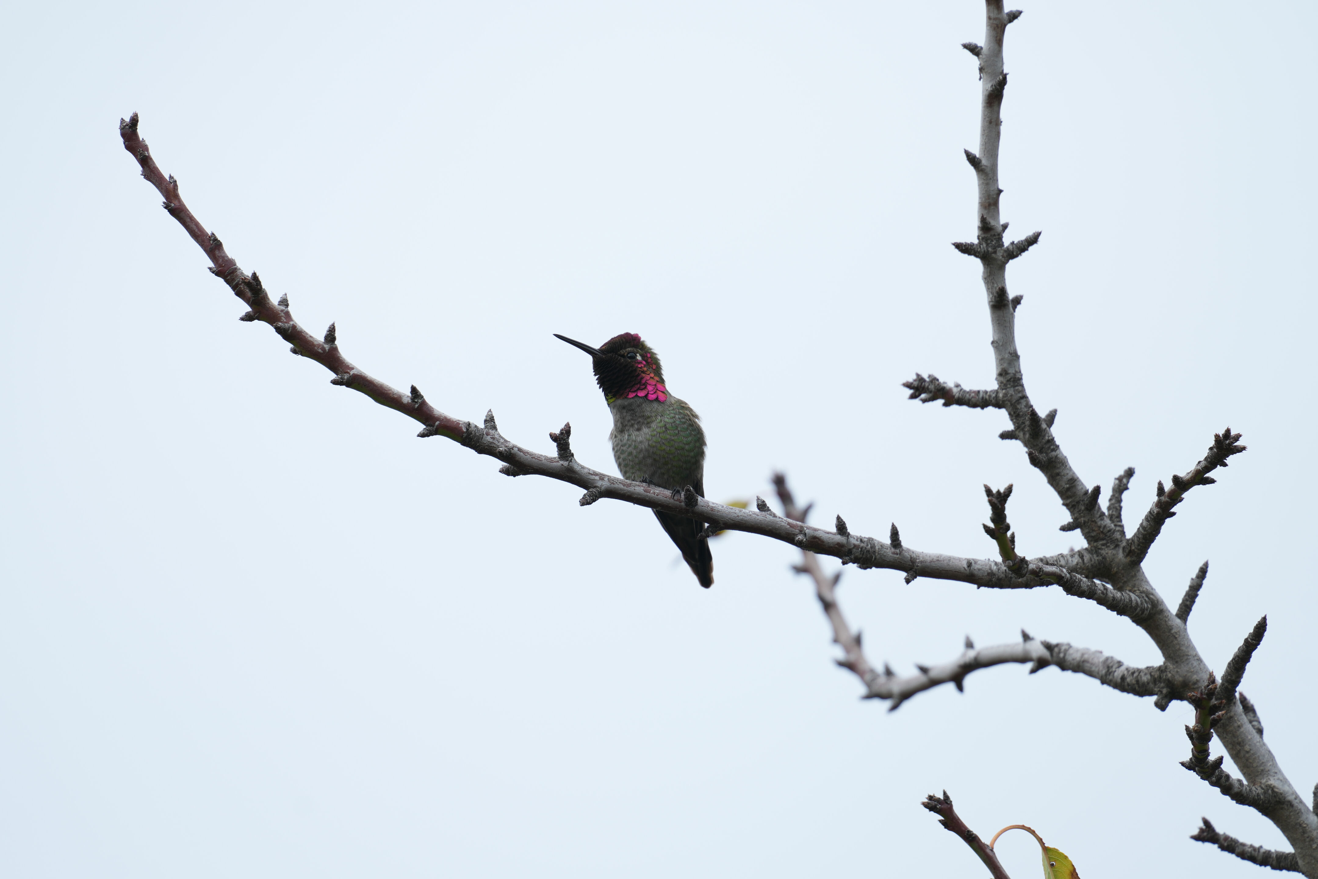 Los Gatos Creek County Park