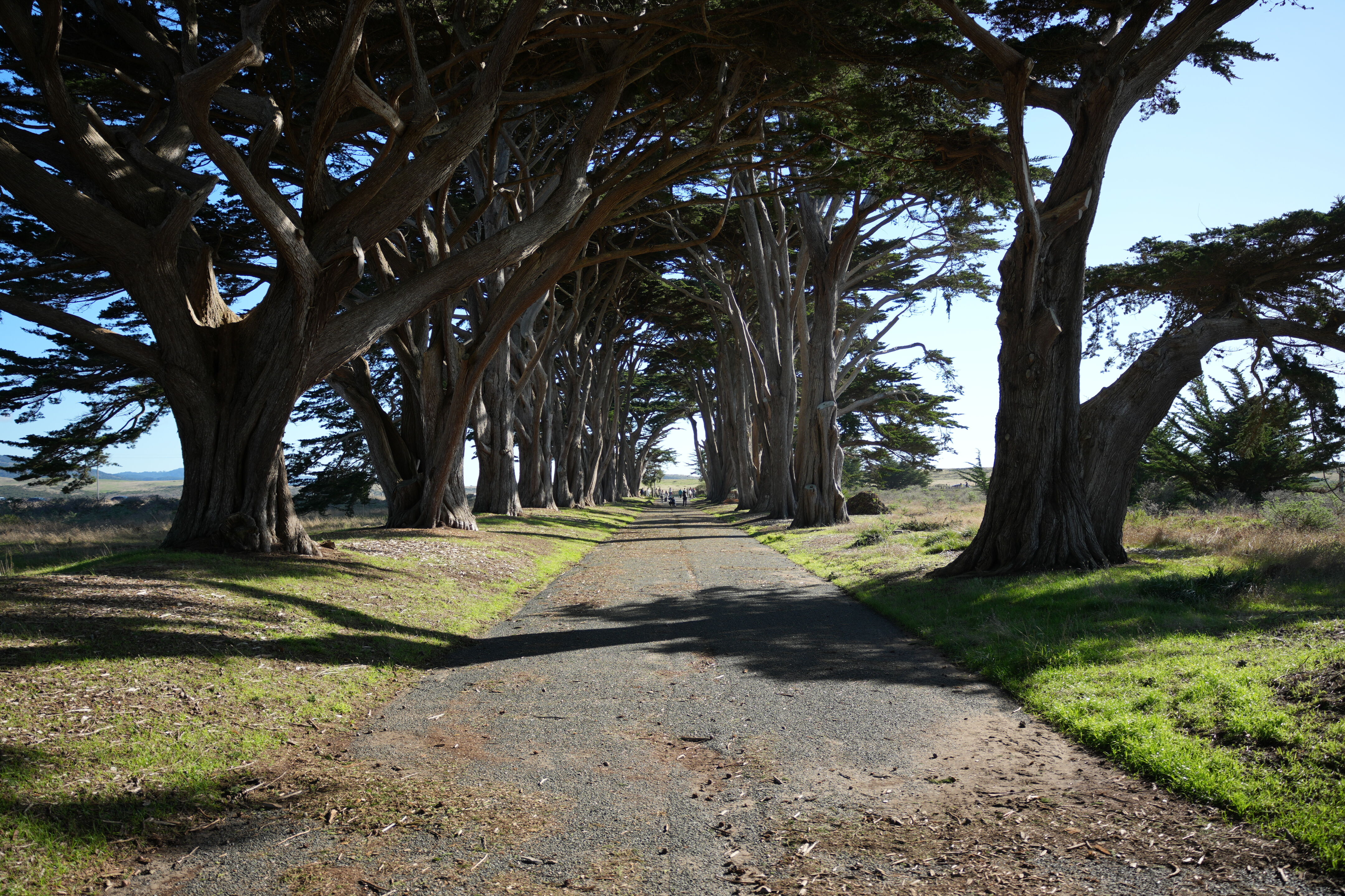 Point Reyes National Seashore - Cypress Tree Tunnel
