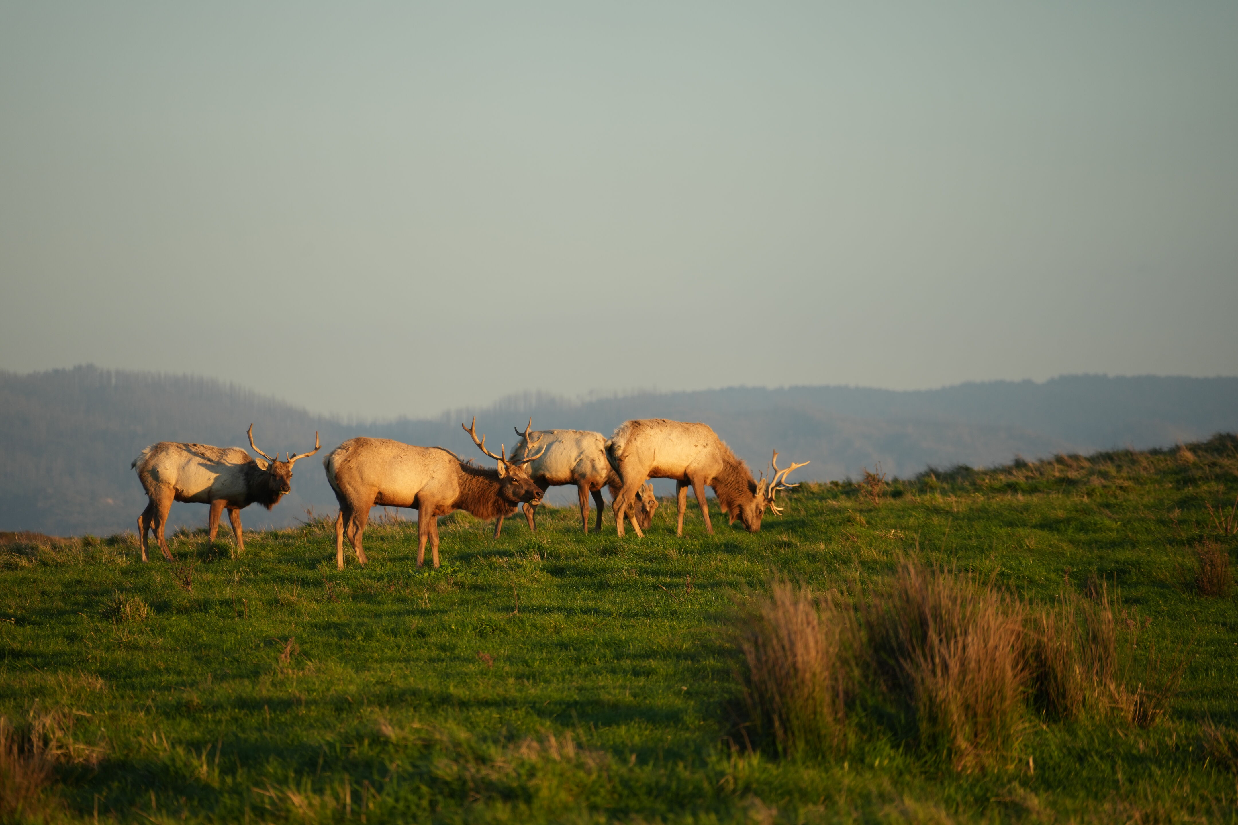 Point Reyes National Seashore - Historic Ranches