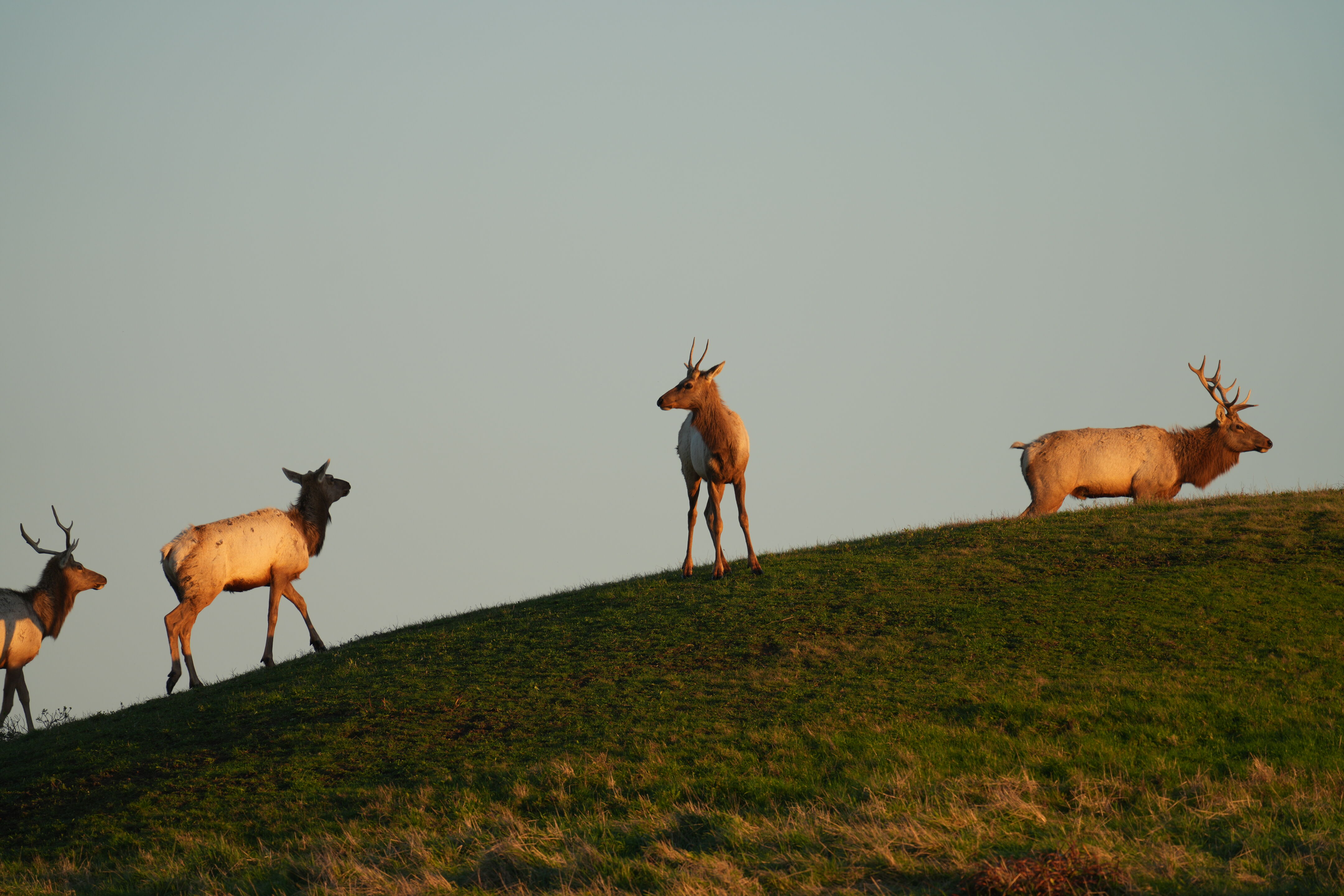 Point Reyes National Seashore - Historic Ranches