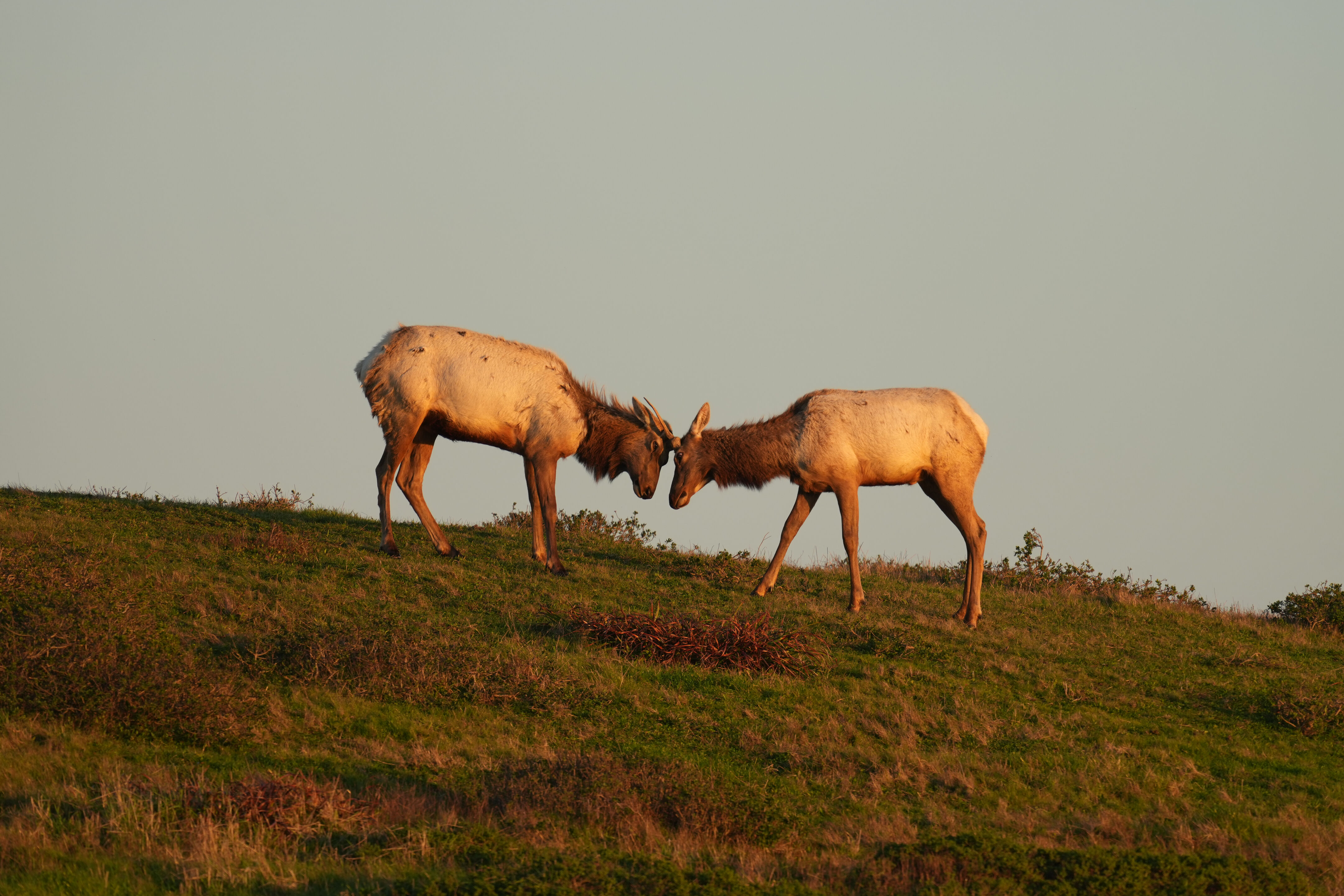 Point Reyes National Seashore - Historic Ranches