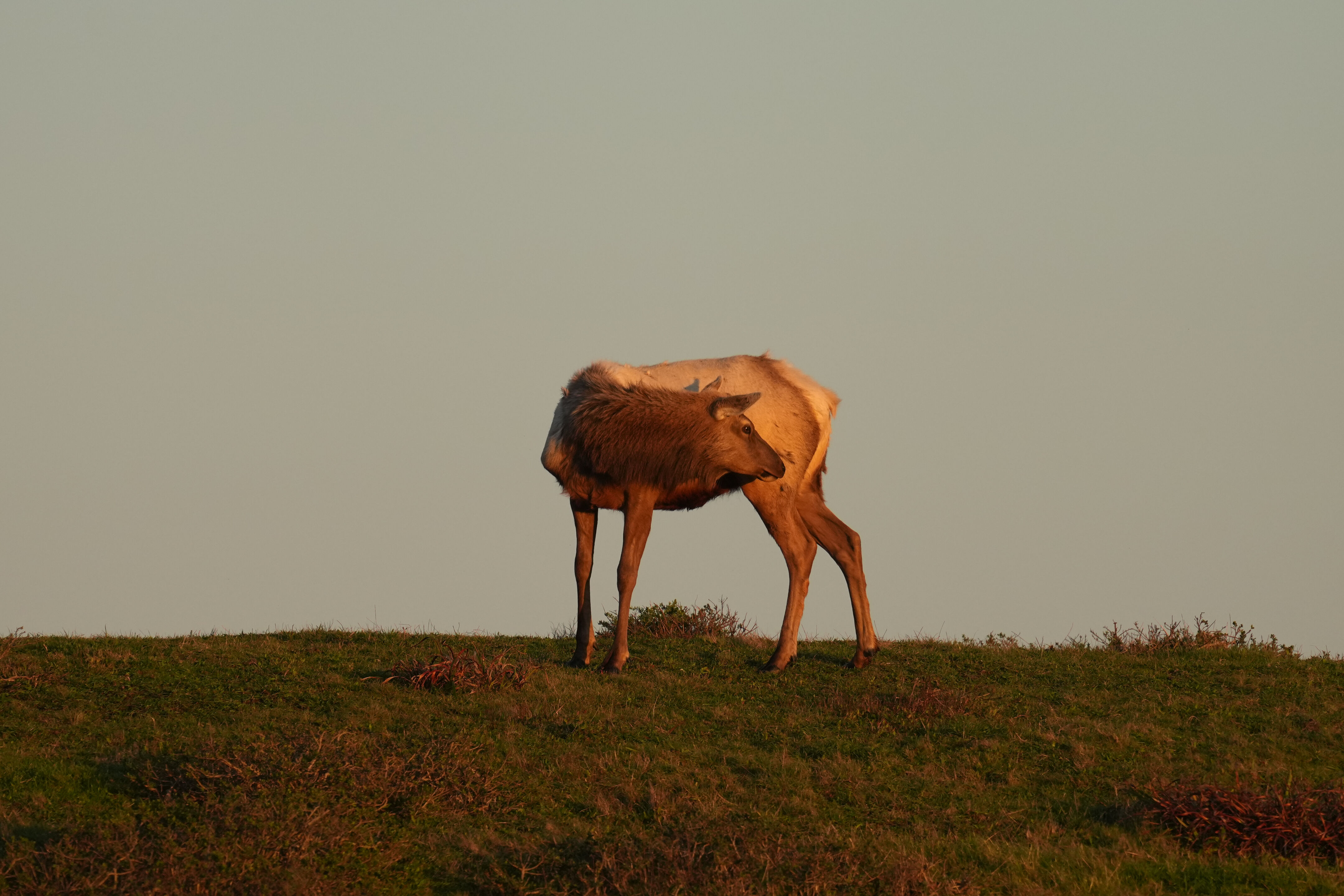 Point Reyes National Seashore - Historic Ranches