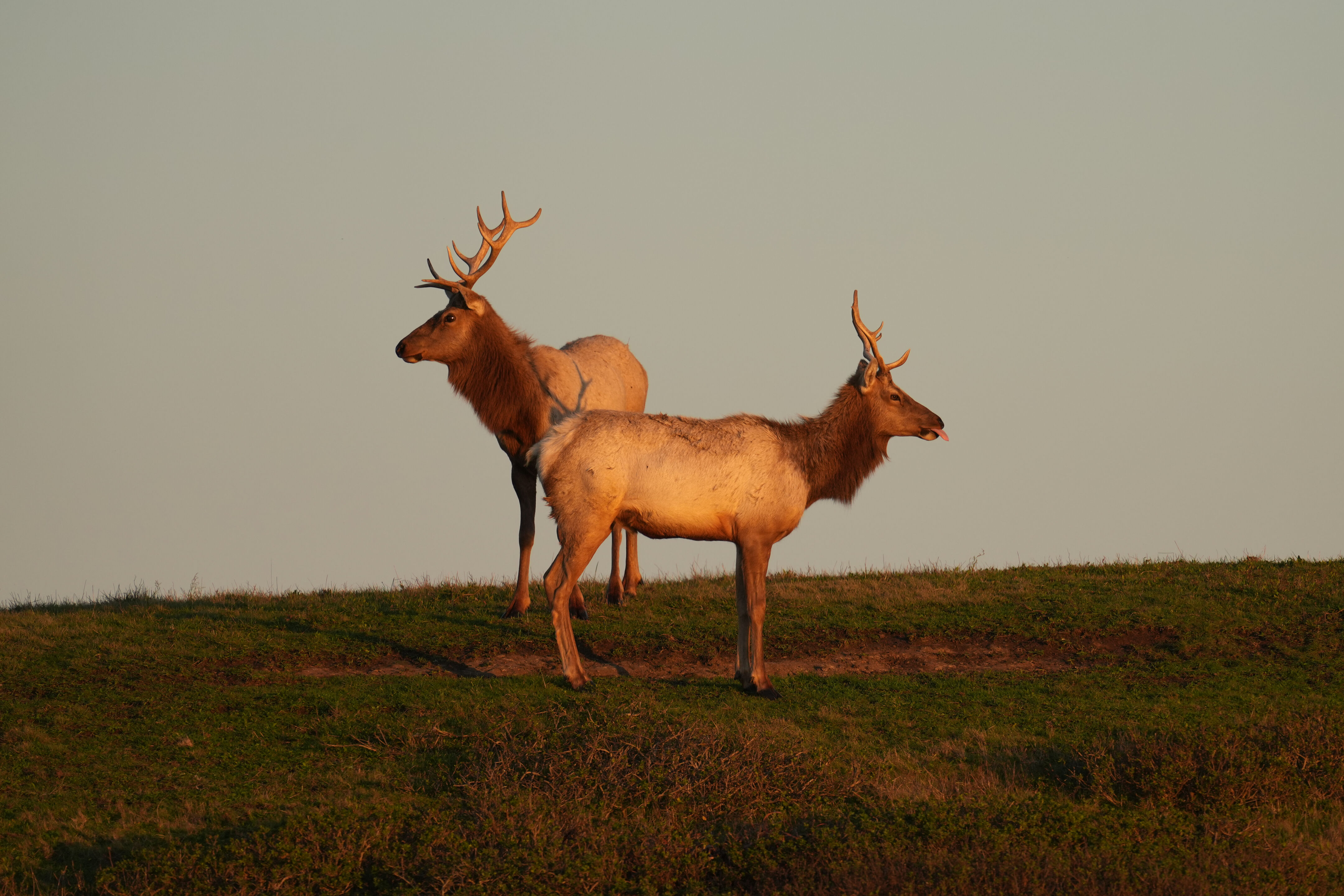Point Reyes National Seashore - Historic Ranches