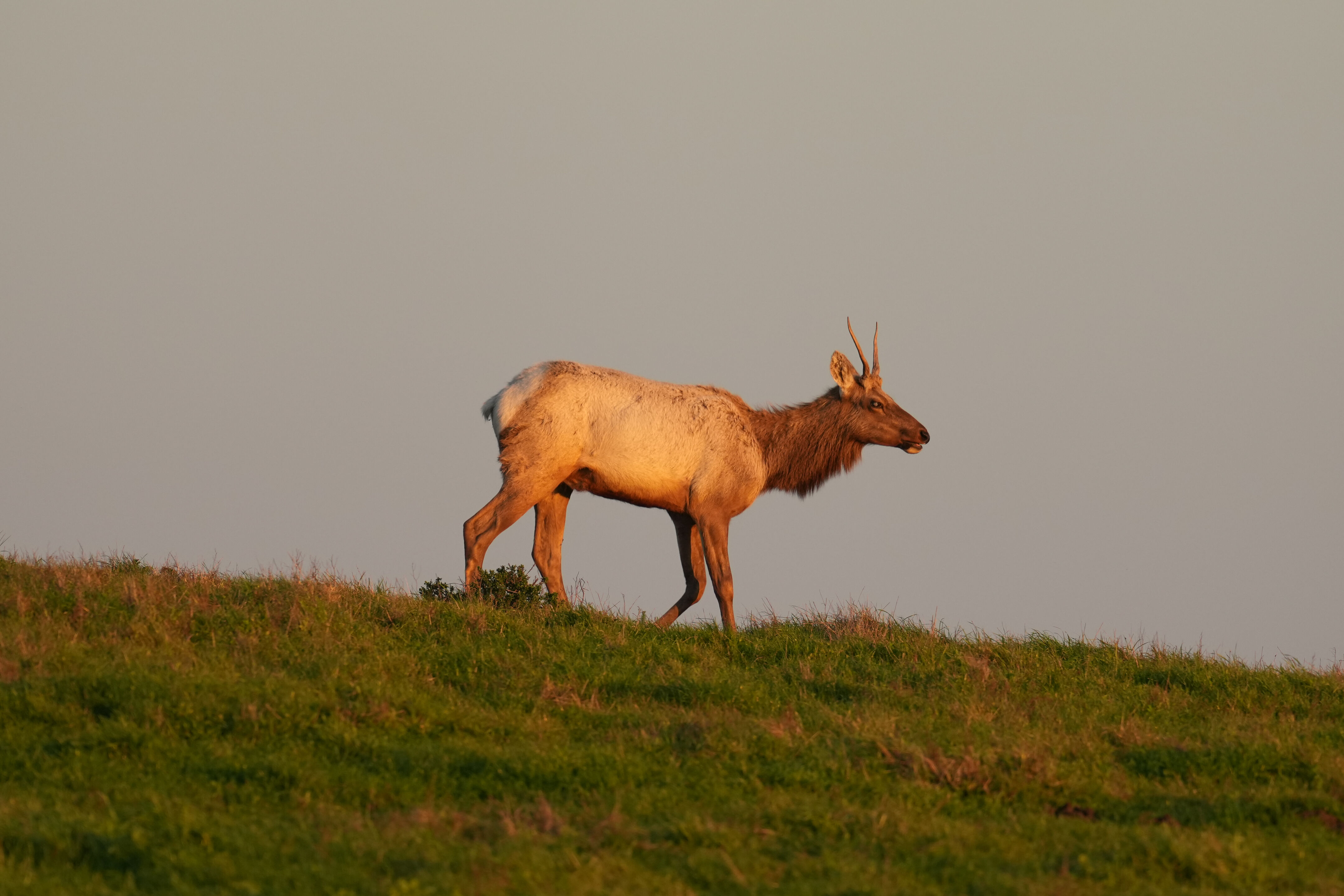 Point Reyes National Seashore - Historic Ranches