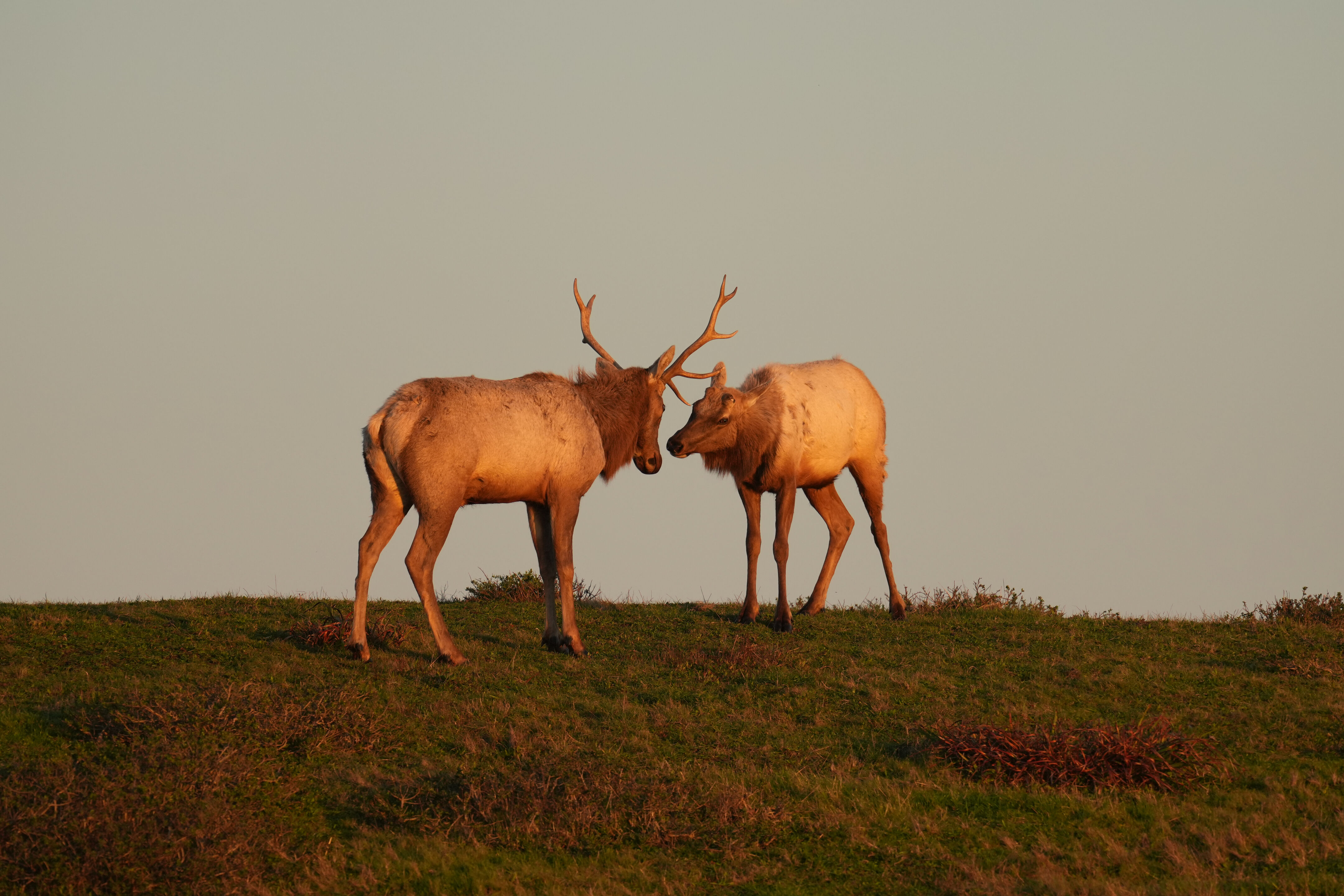 Point Reyes National Seashore - Historic Ranches