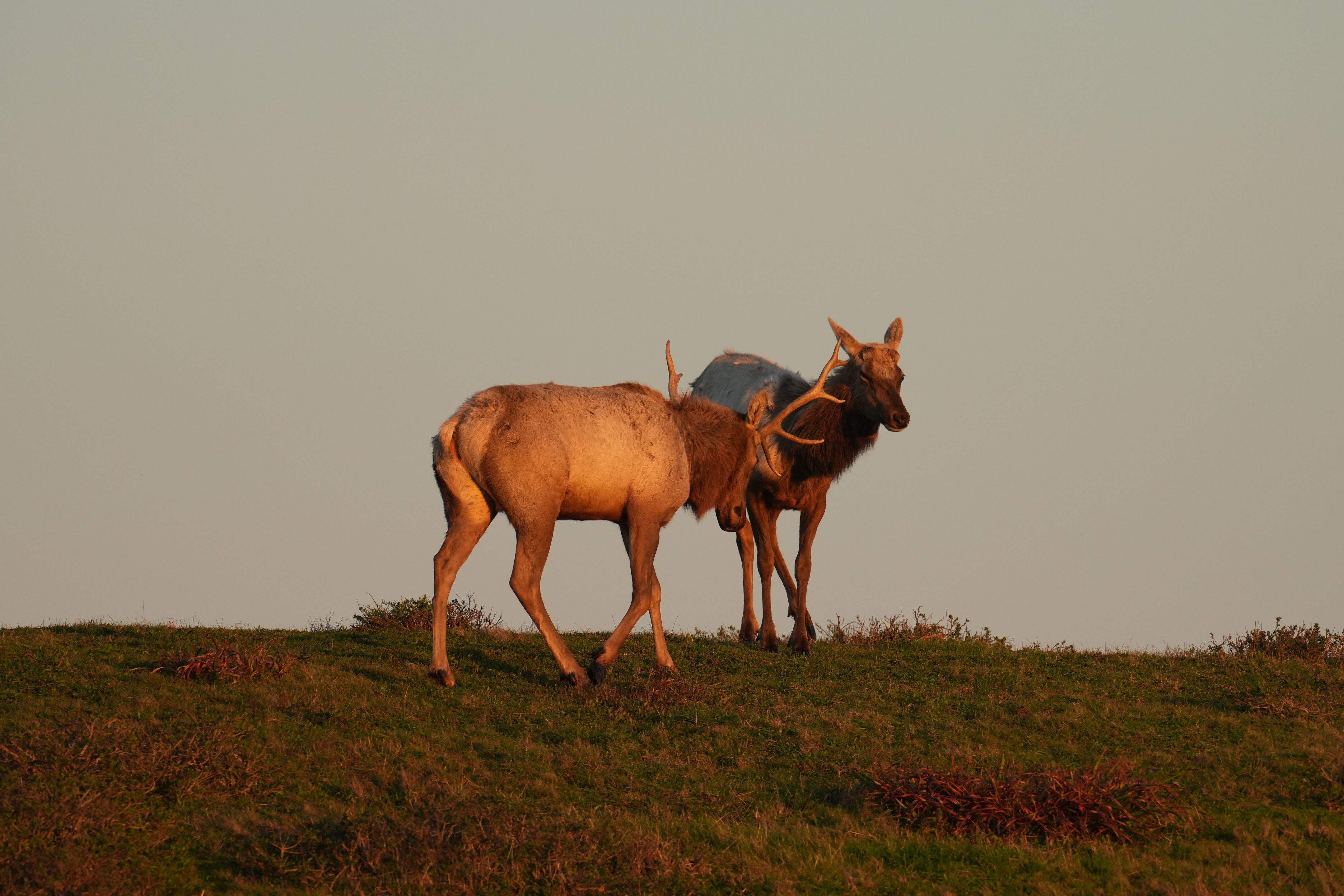 Point Reyes National Seashore - Historic Ranches