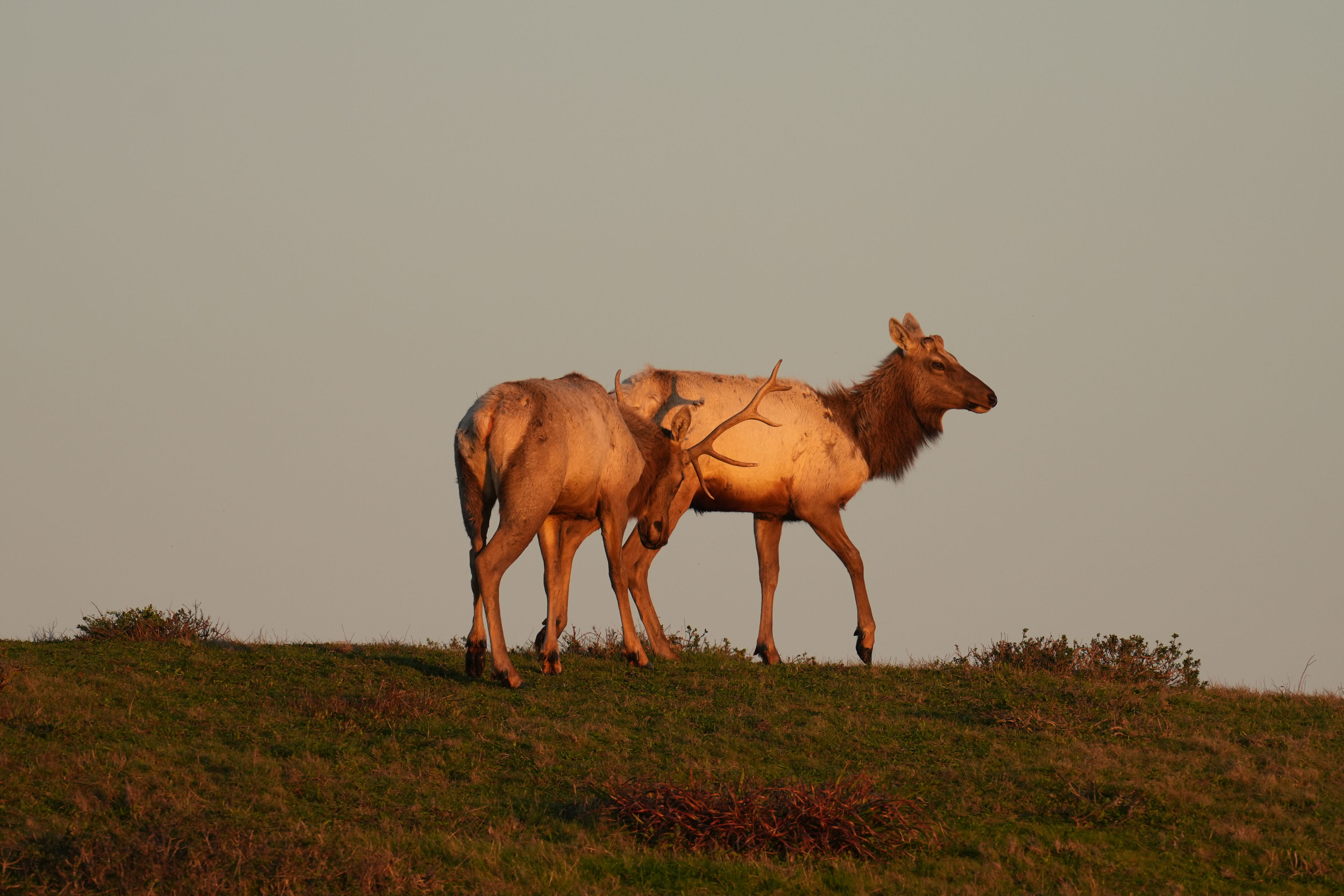 Point Reyes National Seashore - Historic Ranches