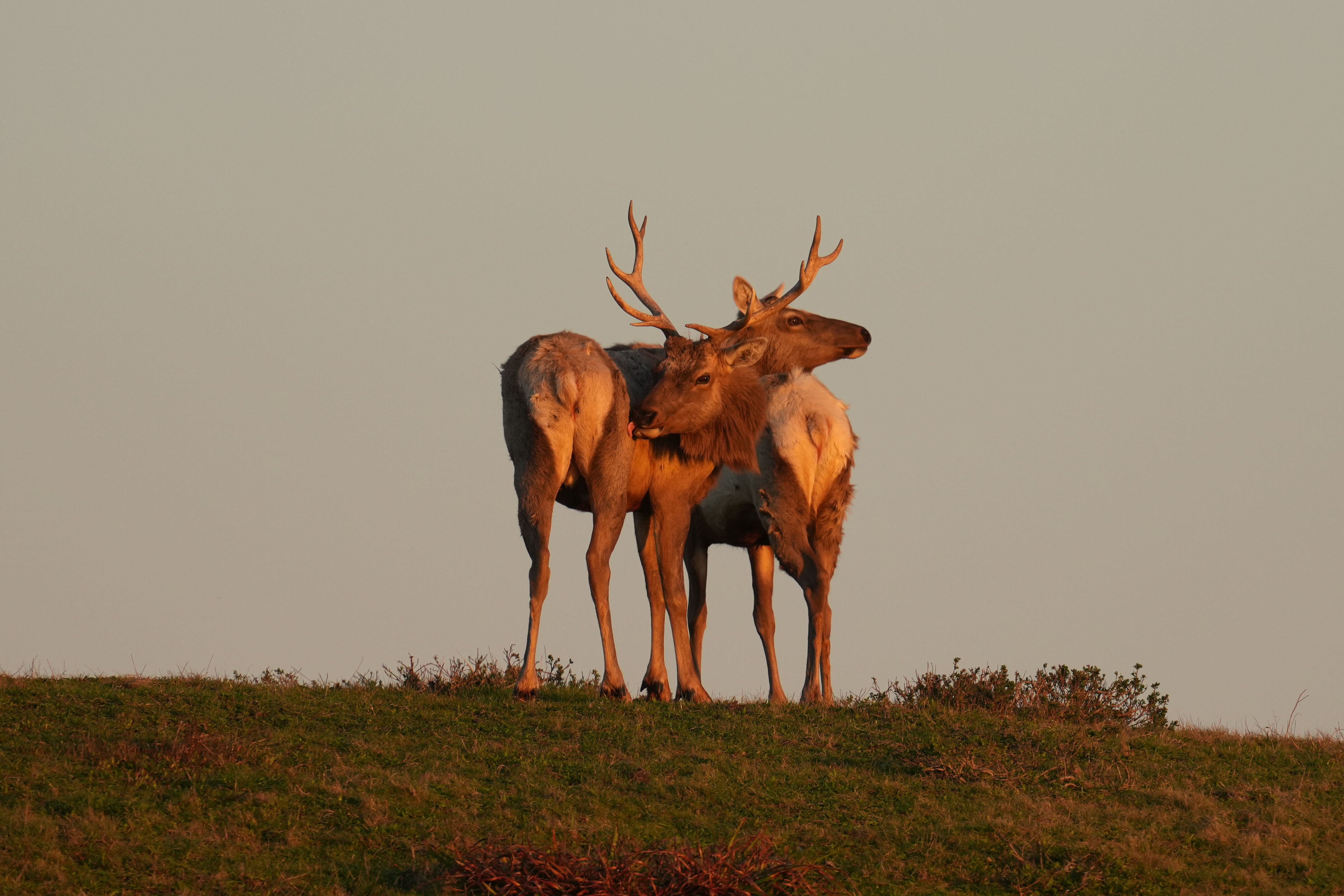 Point Reyes National Seashore - Historic Ranches