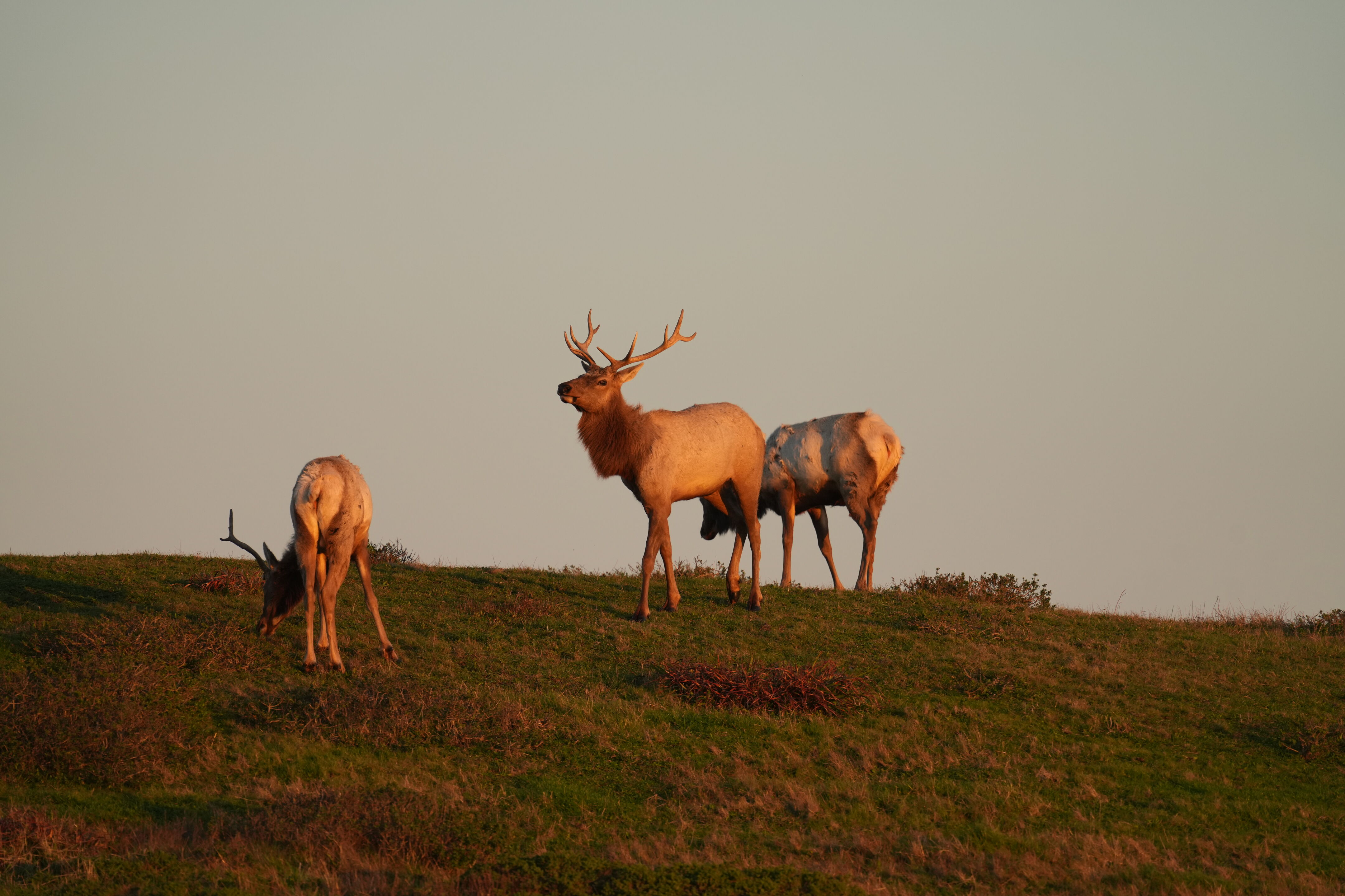 Point Reyes National Seashore - Historic Ranches