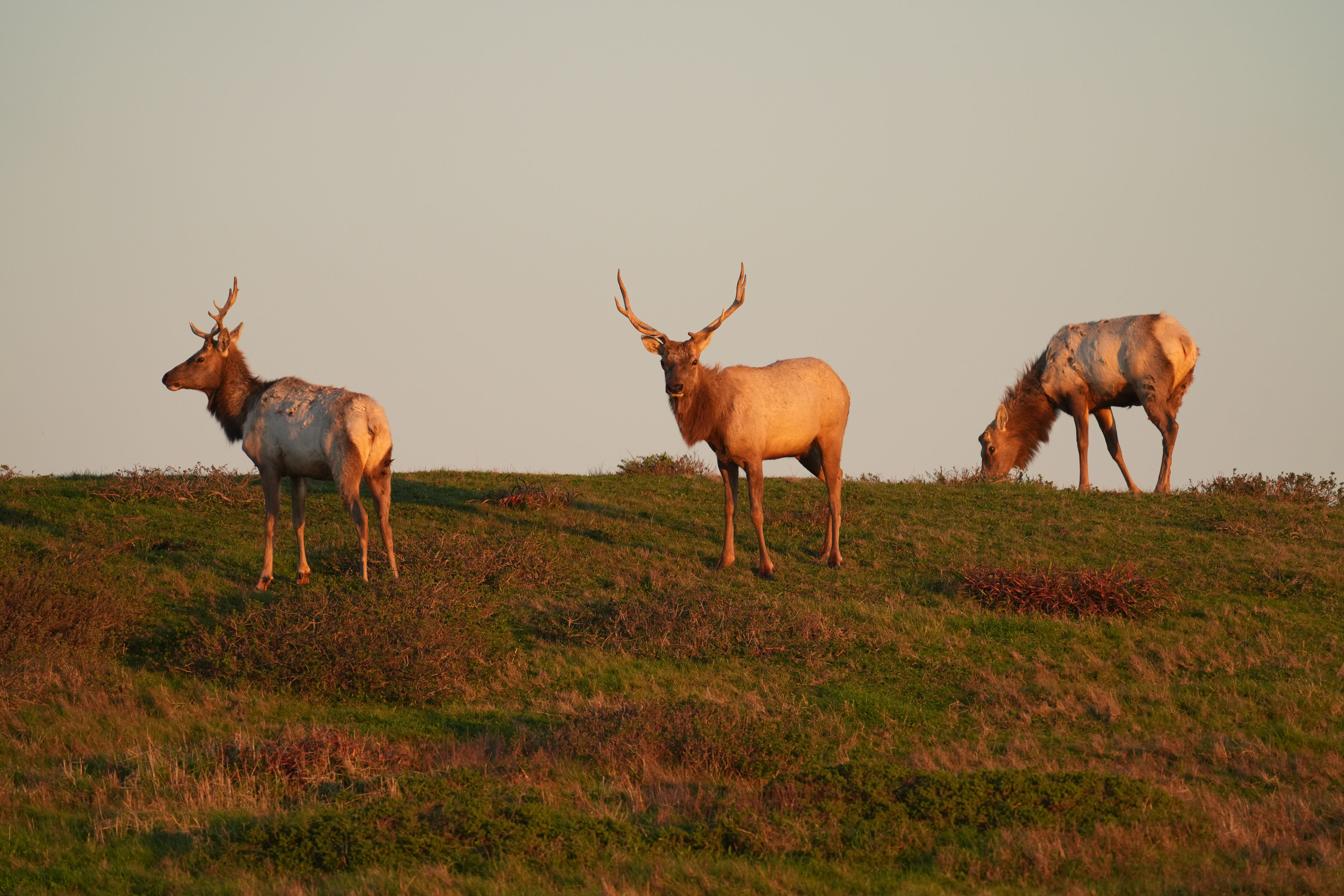 Point Reyes National Seashore - Historic Ranches