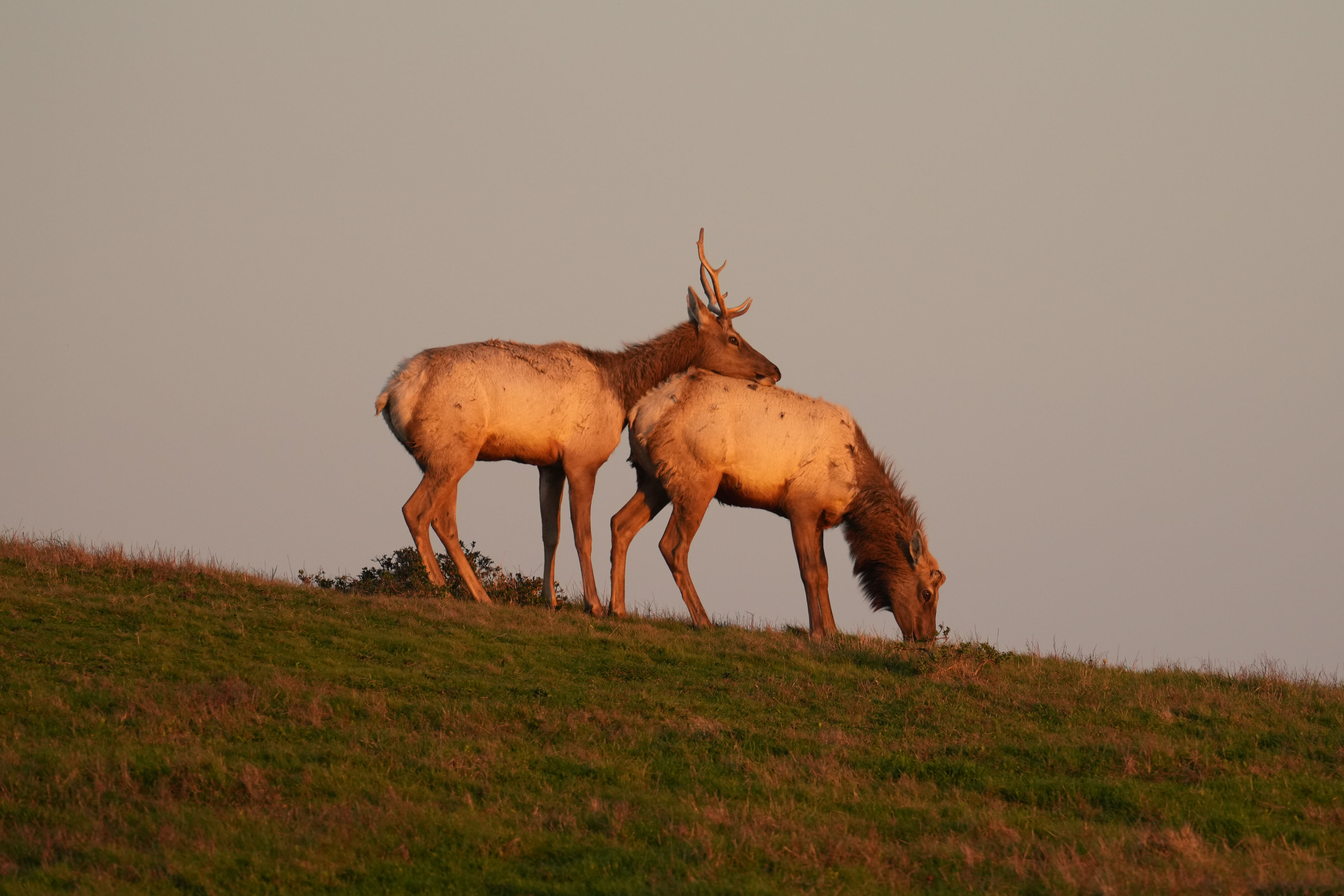 Point Reyes National Seashore - Historic Ranches